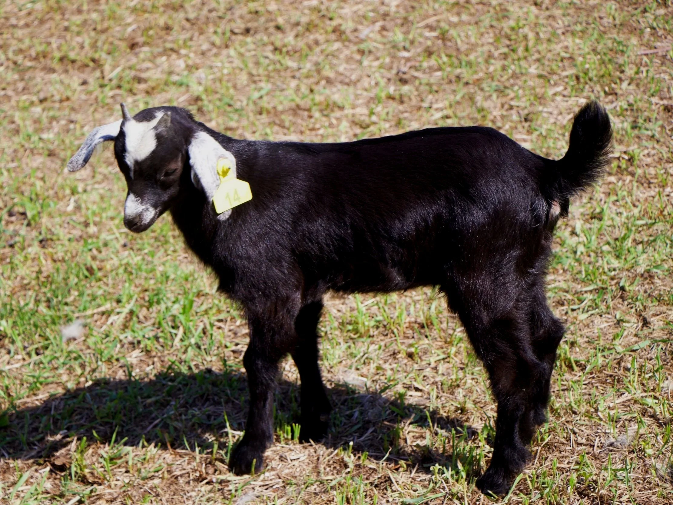 -14- Kiko doeling (6 weeks old): $ contact for pricing