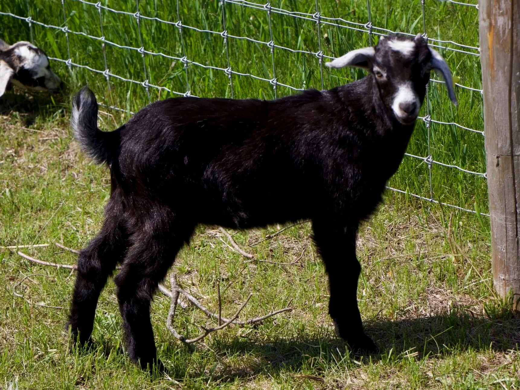 -11- Kiko doeling (6 weeks old) - twin of -18-