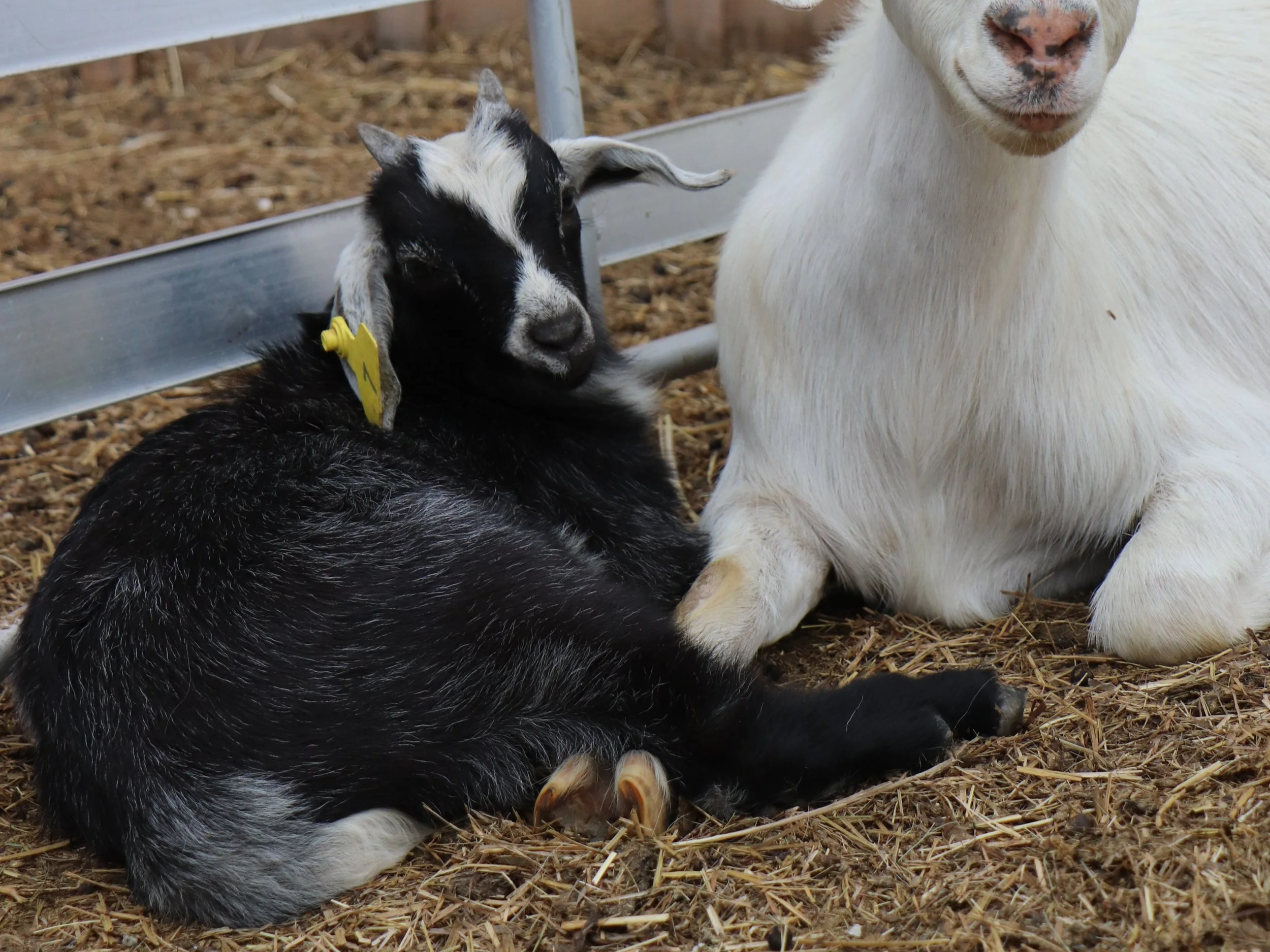 -7- Kiko buckling (6 weeks old) - twin of -6-