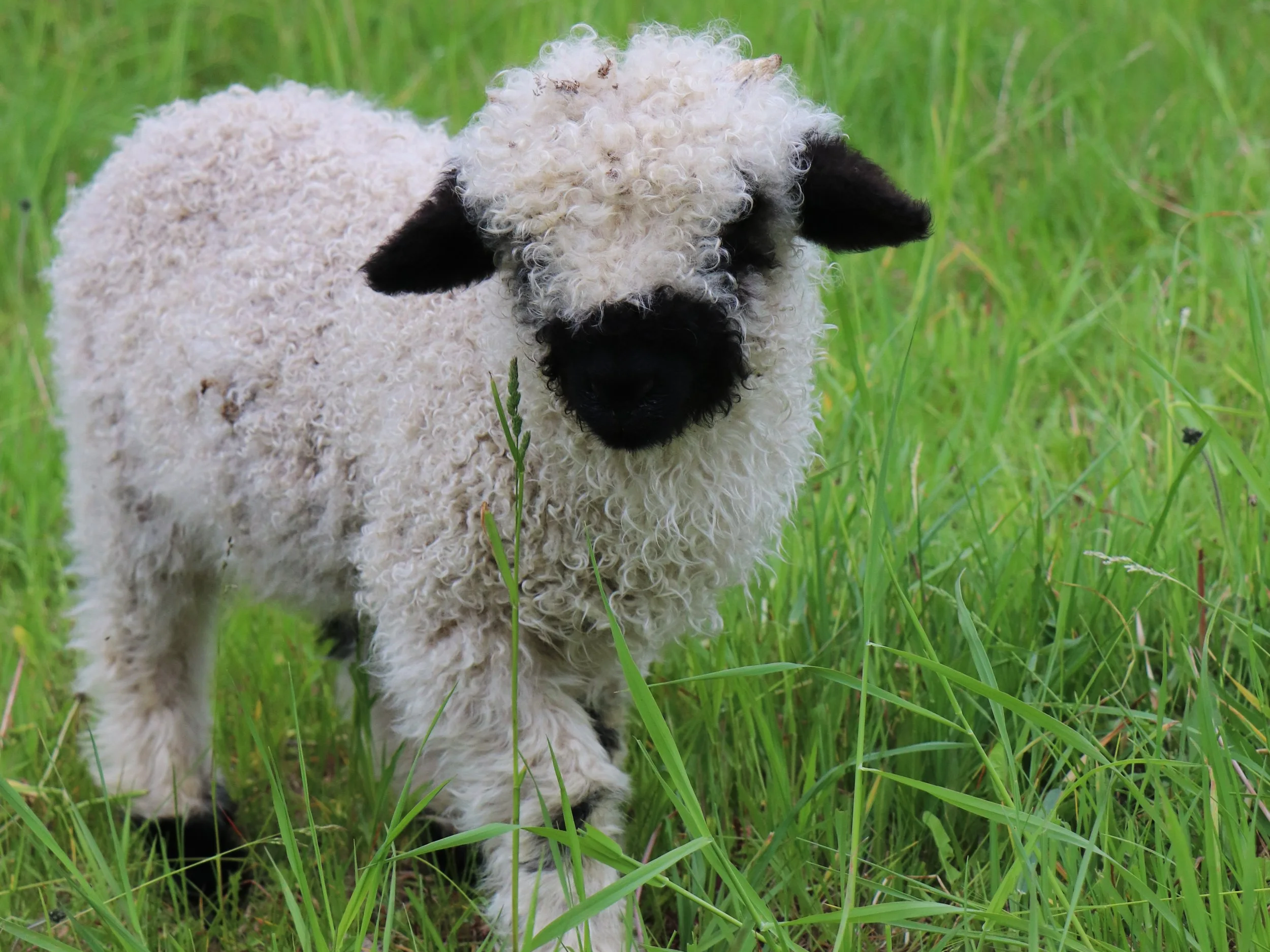 Pomelo (April 2026, twin of Paloma) $2,000 - Wether  F2 %75 Valais blacknose %25 Rideau Arcott - the friendliest of the lambs.