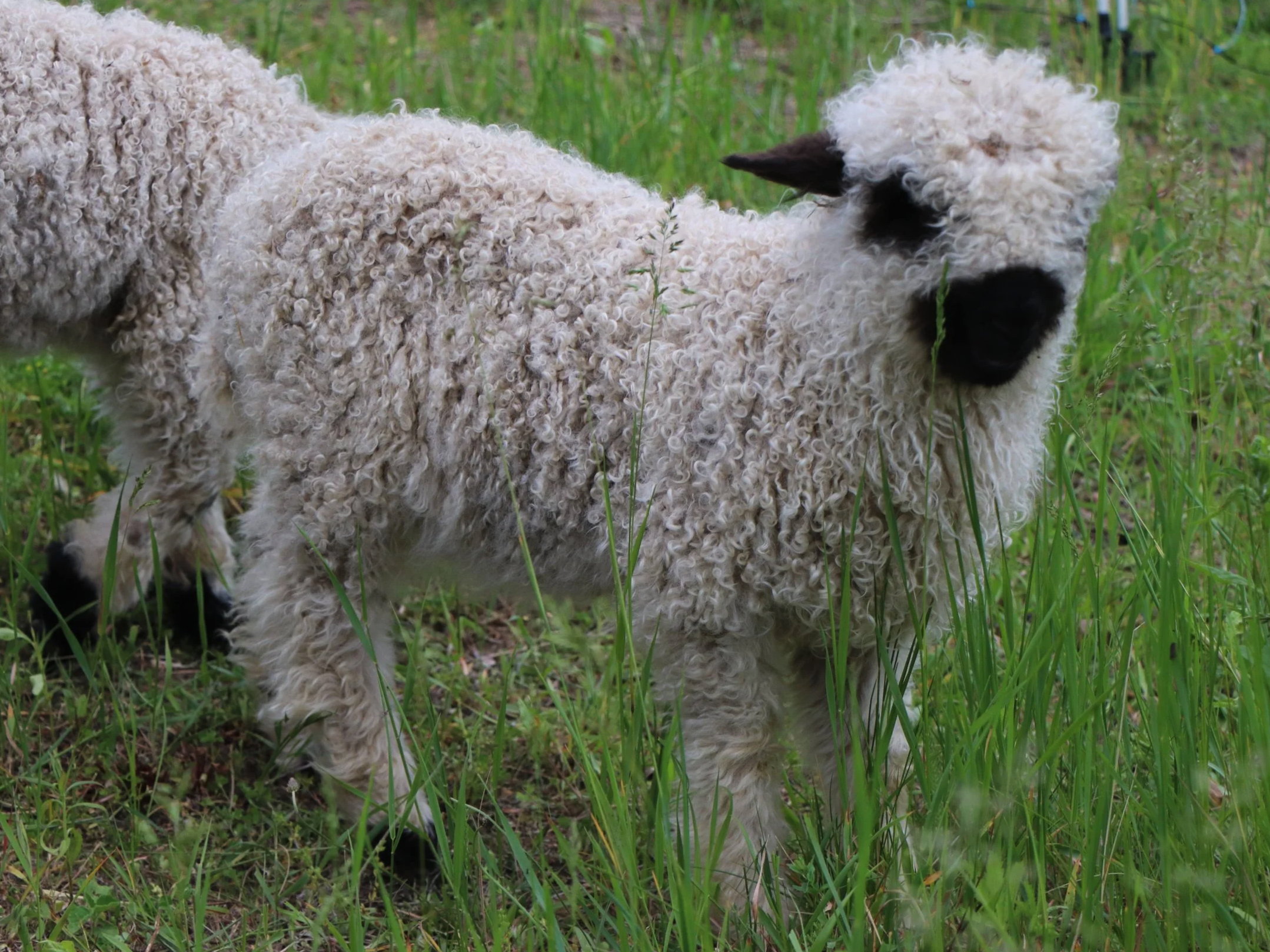 Paloma $6,000 (born April 2026, twin of Pomelo) - F2 %75 Valais blacknose %25 Rideau Arcott. 