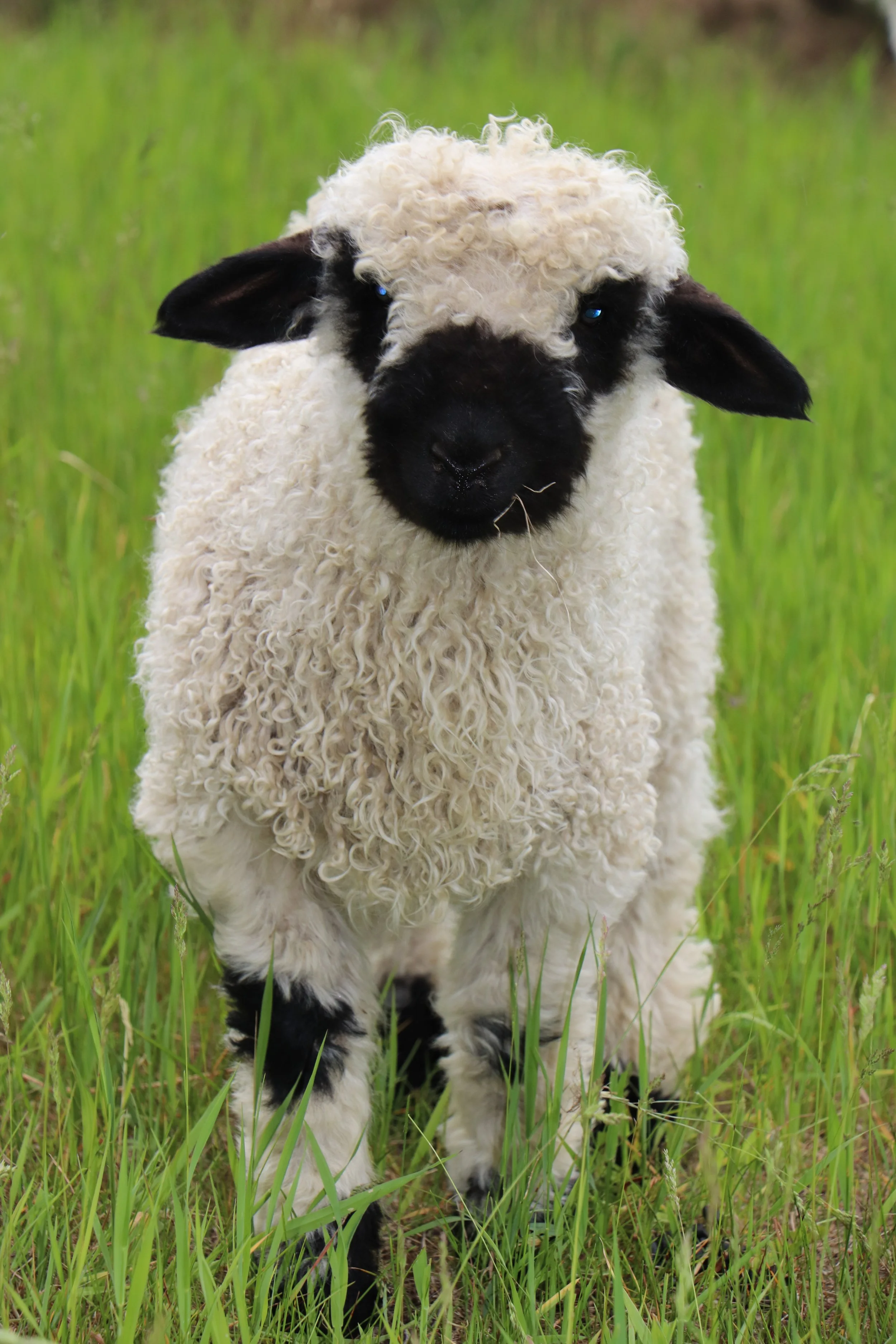 Popeye (born April 2026) $2,000- F2 Wether %75 Valais blacknose %25 Shropshire - best markings