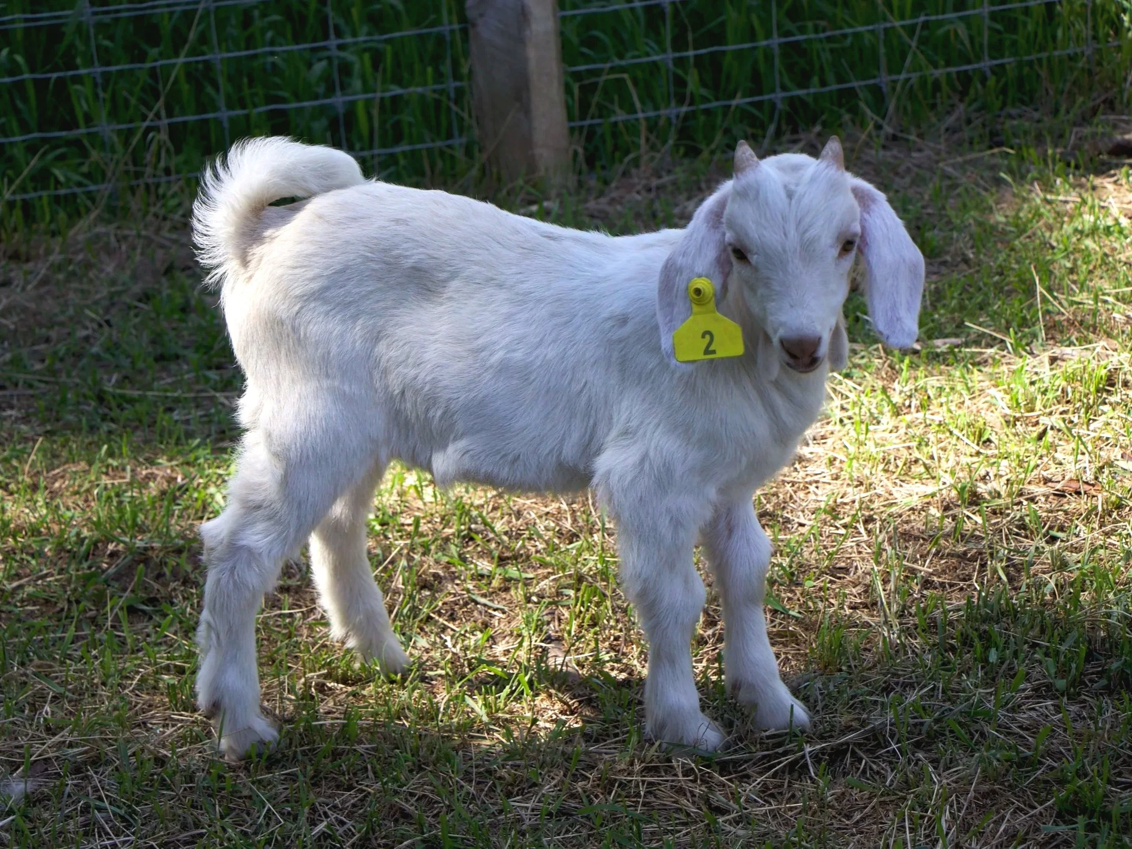 -2- Kiko buckling (6 weeks old) - twin of -1- not for sale