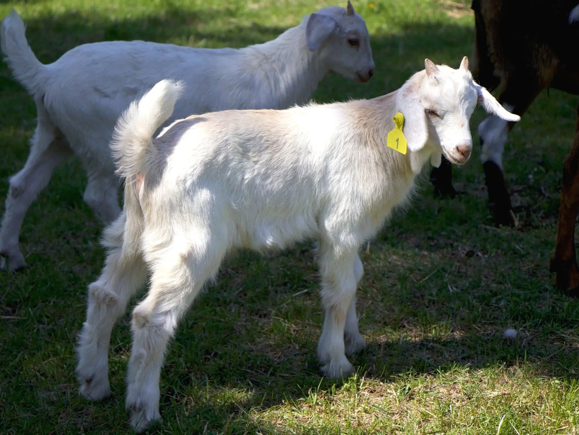 -1- Kiko buckling (6 weeks old) - twin of -2-