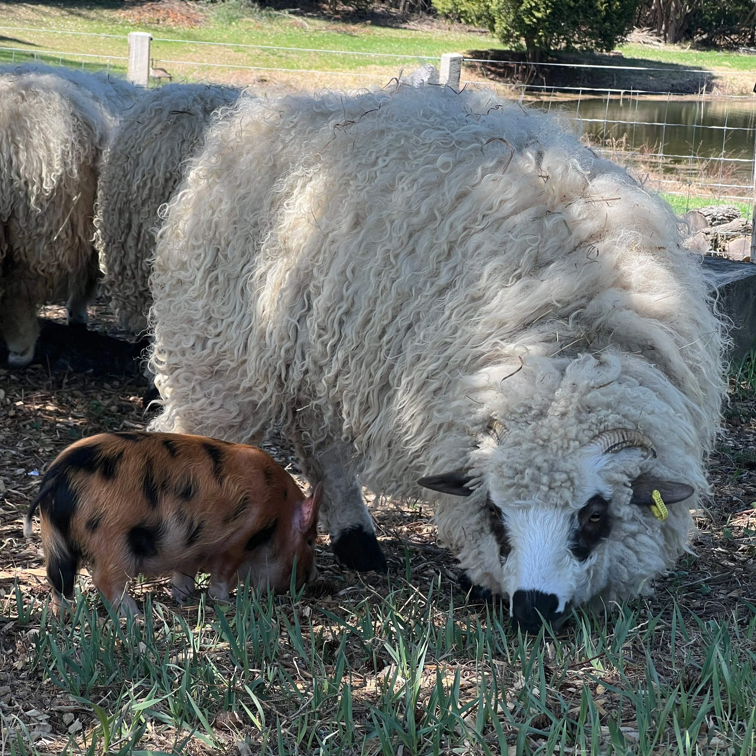 Buttercup "Spooks" - F1 VBN/Shetland - Mom of Ping and Pong