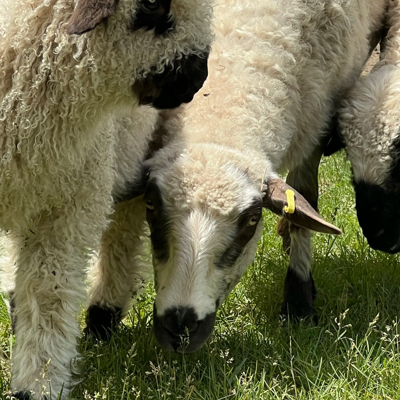 Bubbles - F1 (not-for-sale) VBN/Shetland - Mom of Cosmow