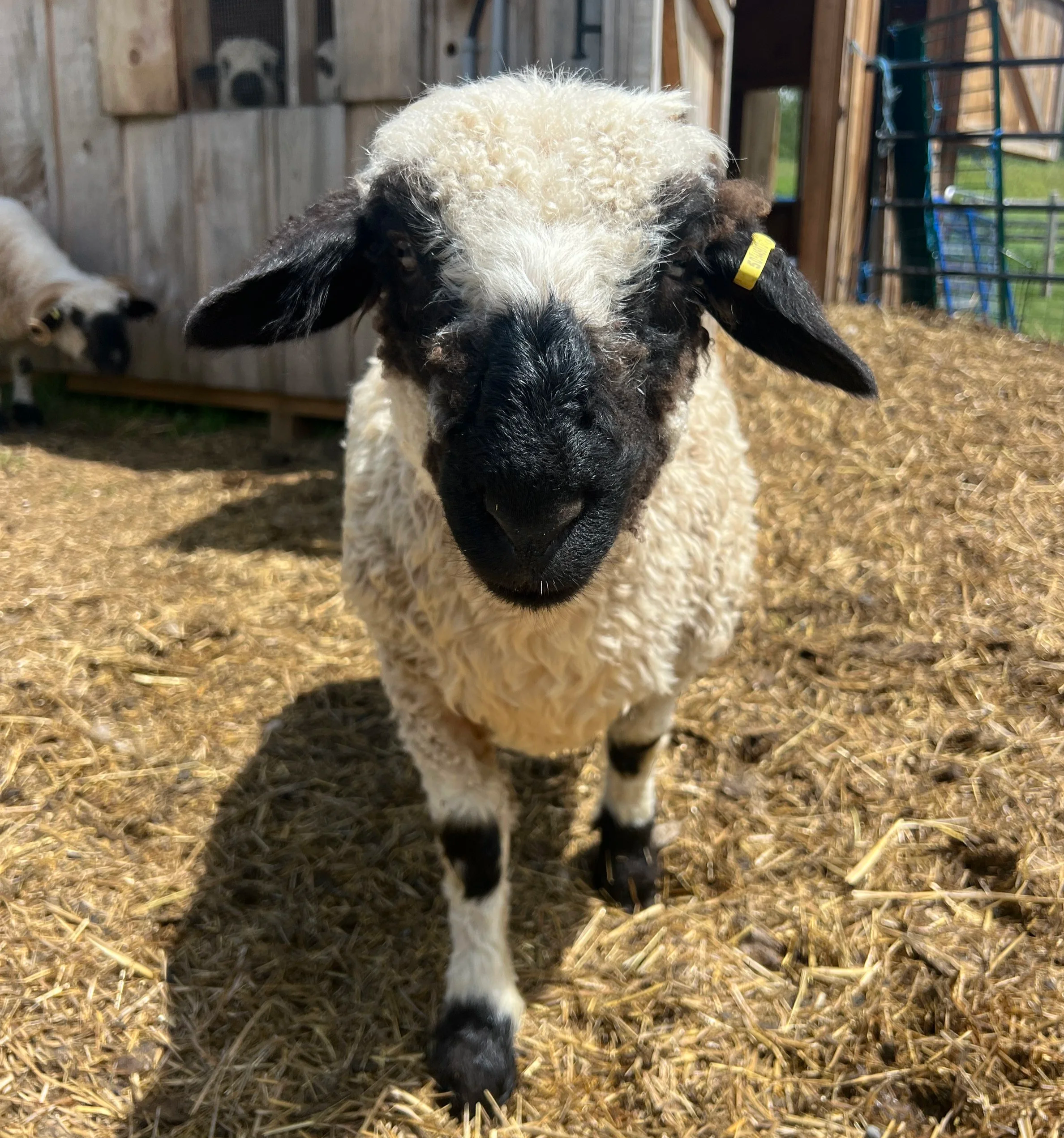 Cosmow (born January 2026) $2,000 - F2 Wether %75 VBN %25 Shetland