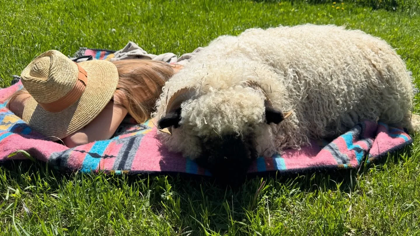 Maple is just chilling in the warm summer sun with her friend.
We have lambs right now for sale! &hellip;- If you want the cutest and friendliest sheep in the world contact @valaisblacknosefarm and www.altonhillsgardens.com
We are a small family home