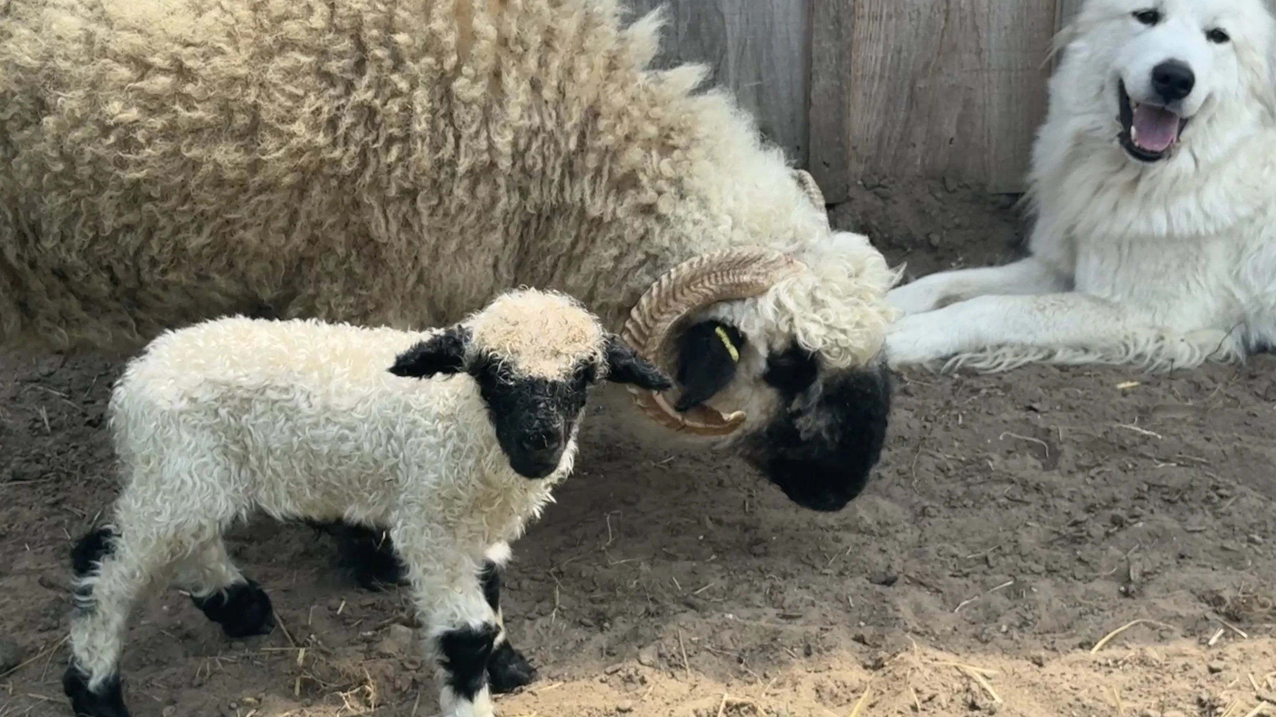100% Valais Blacknose Ram lamb (Born August 7th) Provisional asking price $18,000 (markings and ARR/ARR test results pending, if two confirmed asking price will be $22,000-$25,000)