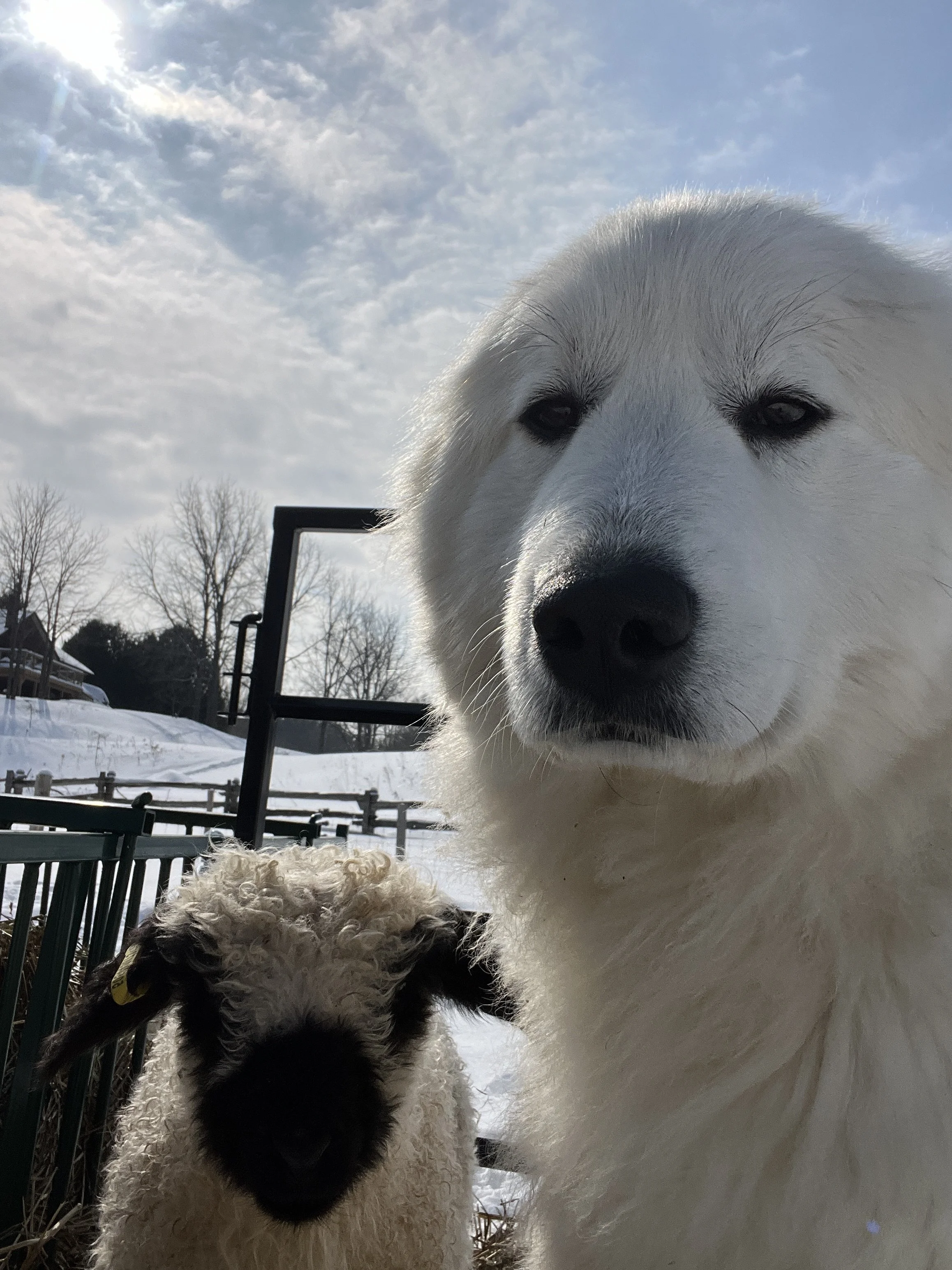 Close-up of a great pyrenees and a black and white Valais lambs with curly wool, outdoors in a snowy area, with trees and a fence in the background.