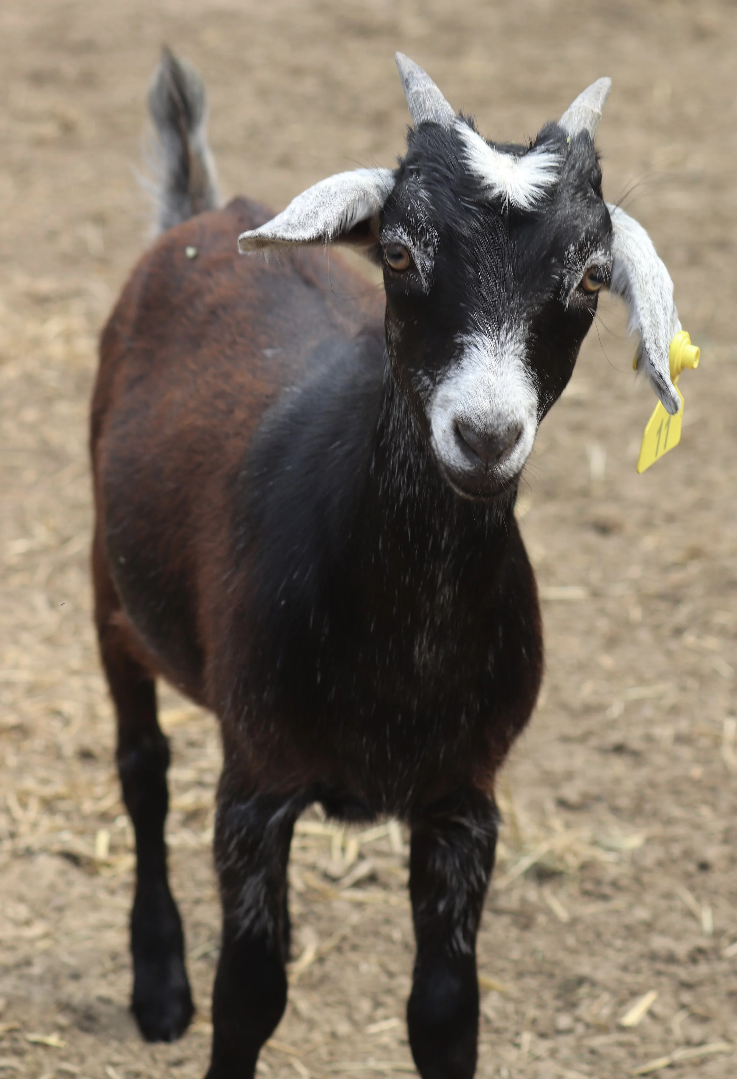 -SOLD- 11- Kiko doeling