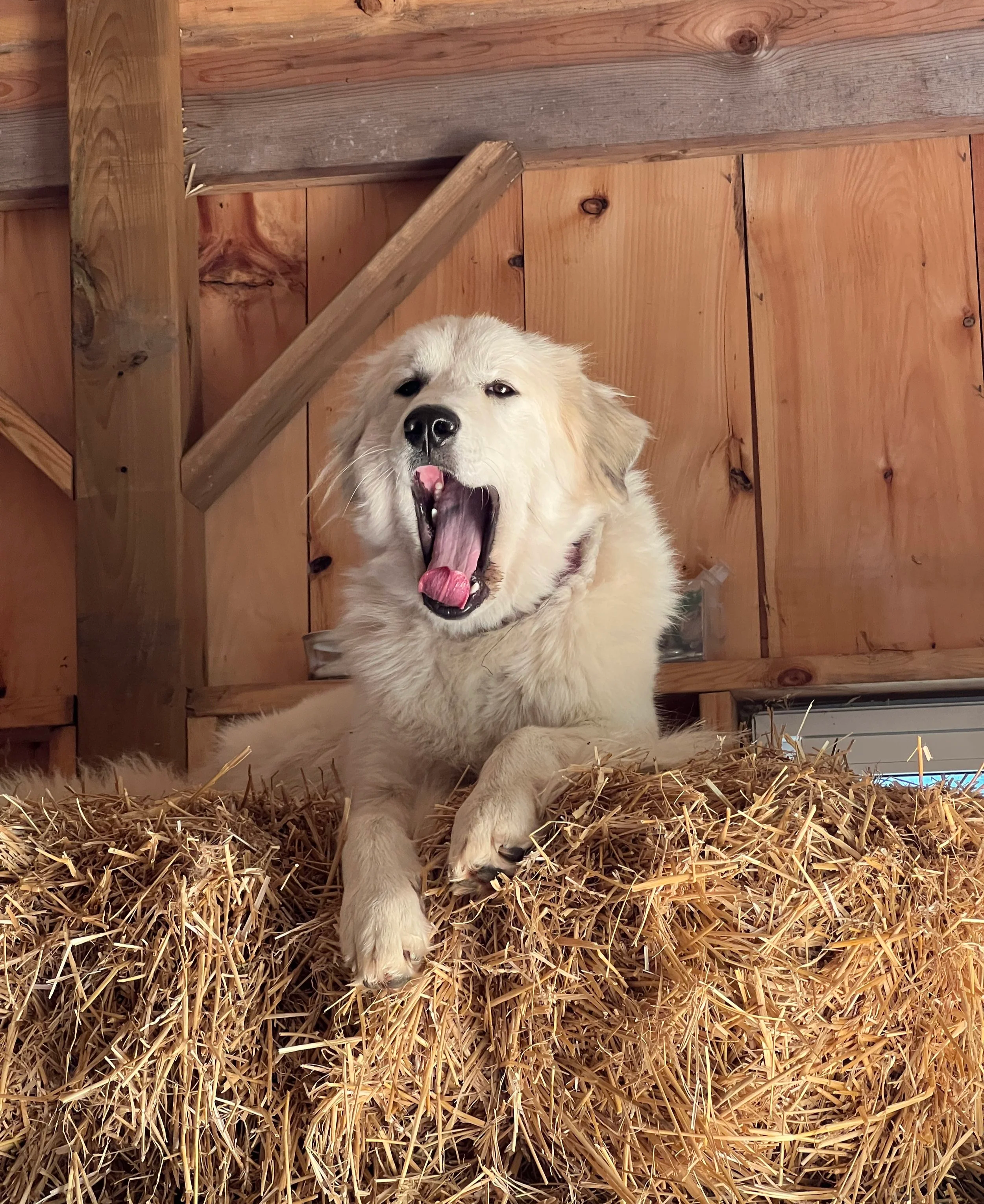 A great pyrenees, sitting on a pile of straw inside a wooden barn with wood panel walls.