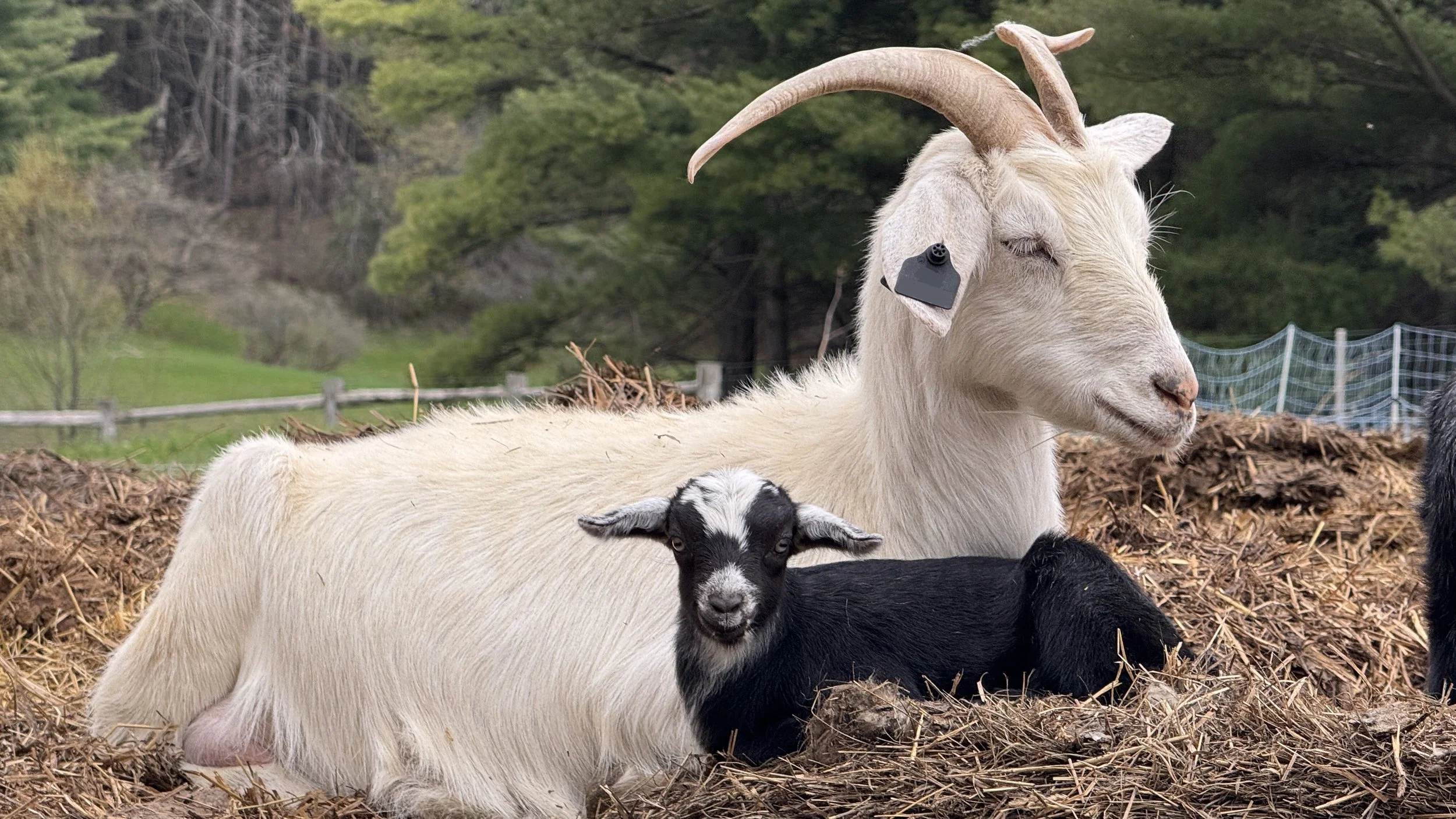 A white Kiko goat with her black kid goat nursing from it, in a farm setting with trees and fencing in the background.