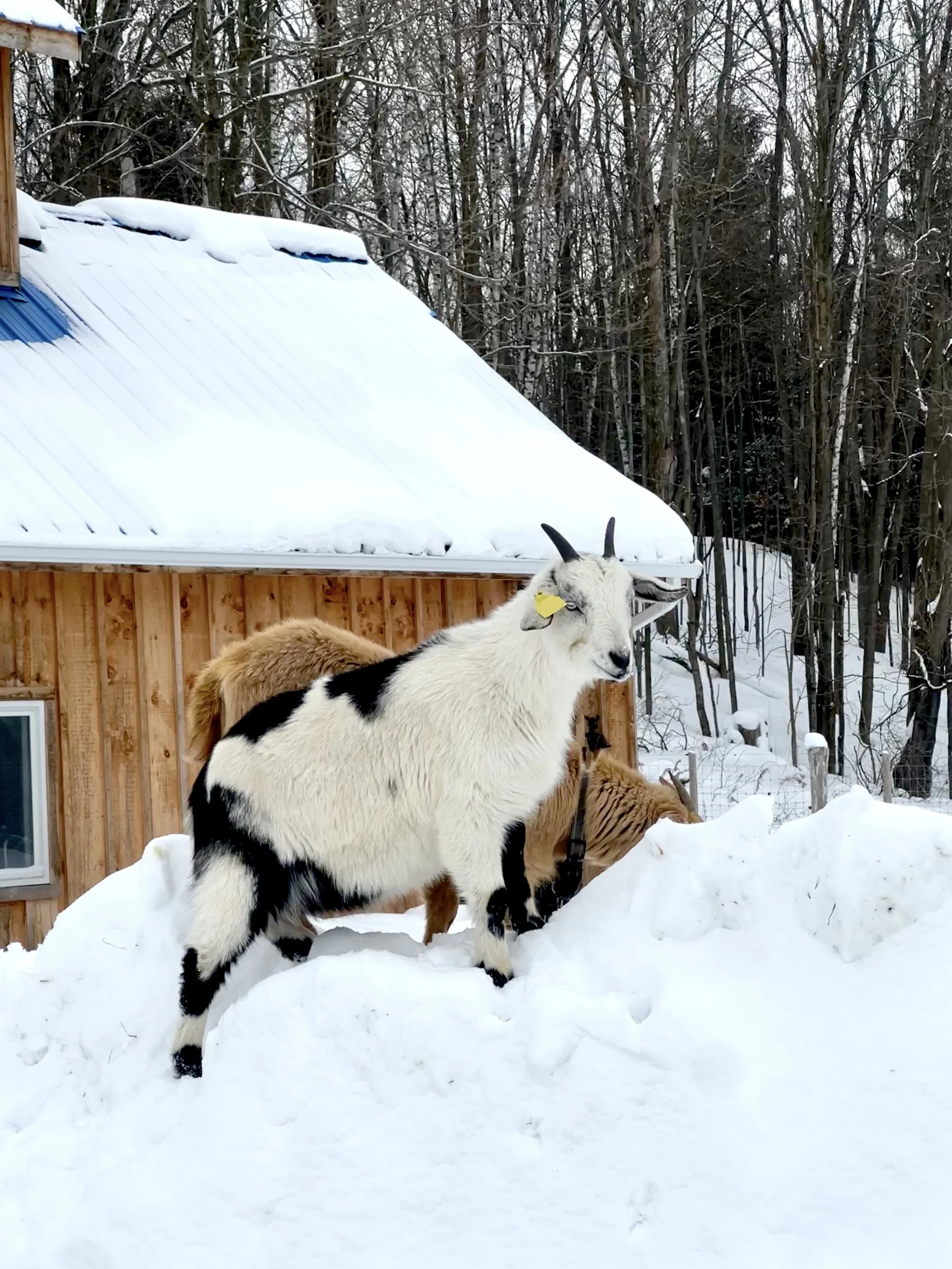 A black and white goat standing in the snow, with a light brown goat behind it, near a wooden building with a snow-covered roof, in a winter wooded area.