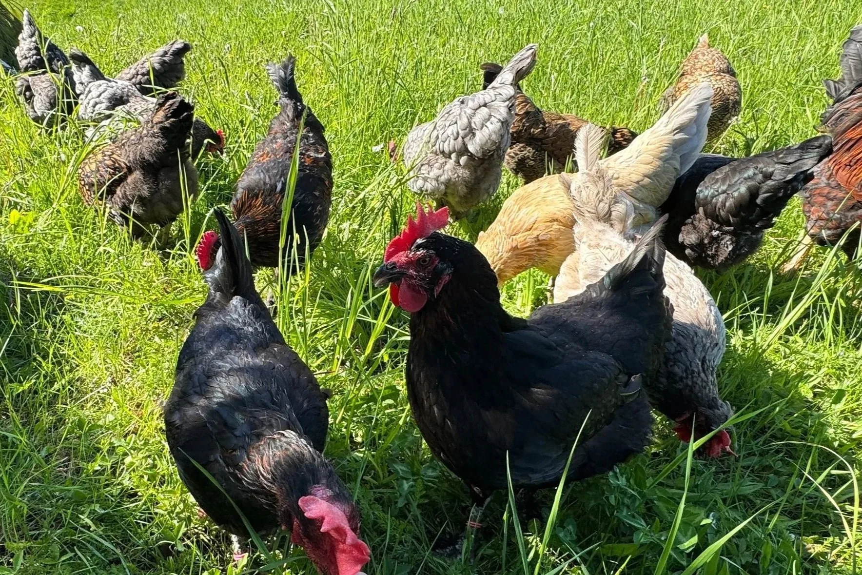 Several chickens and roosters foraging in a grassy field on a sunny day.