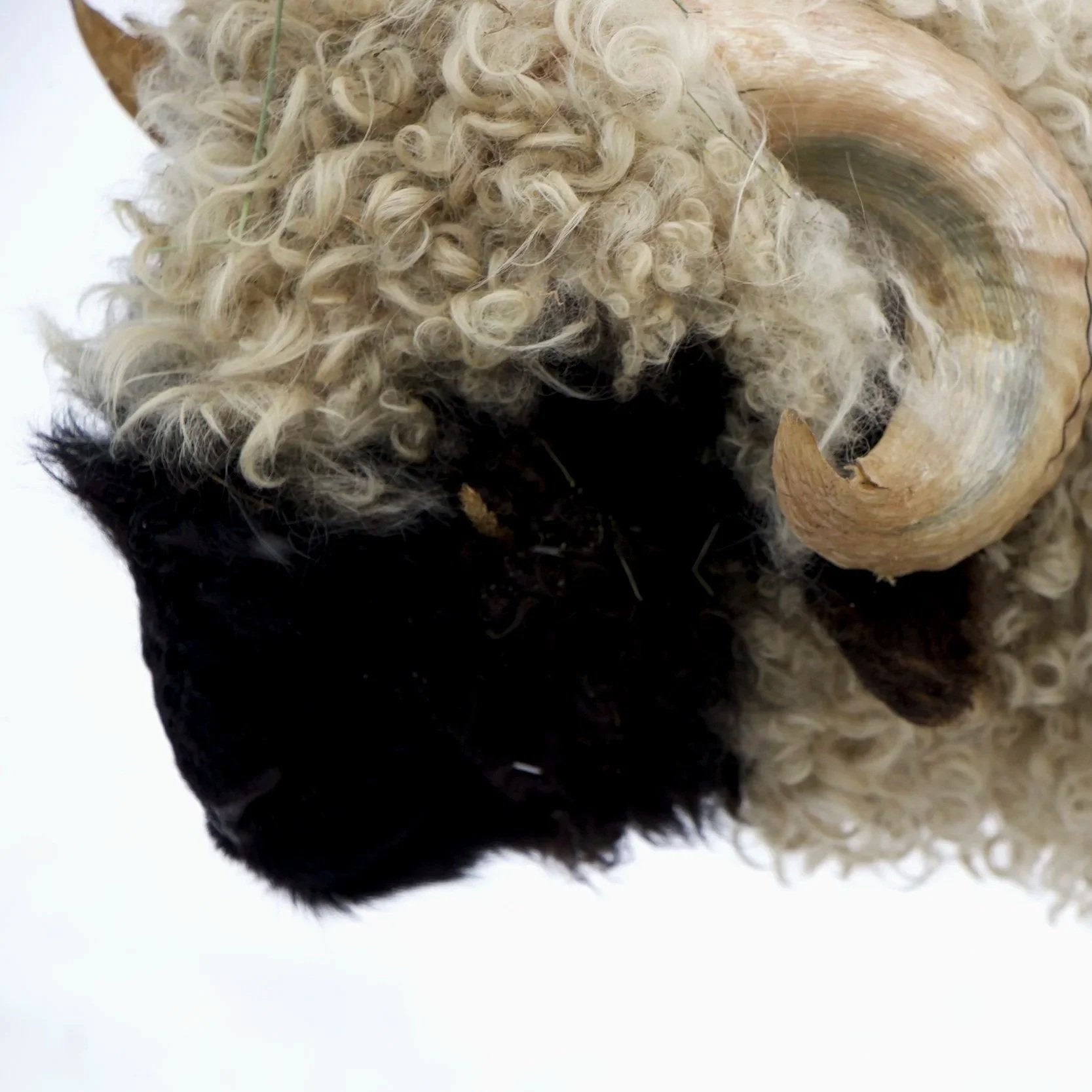 Close-up view of a Valais Blacknose Ram sheep head showing its curly wool, with black and white fur