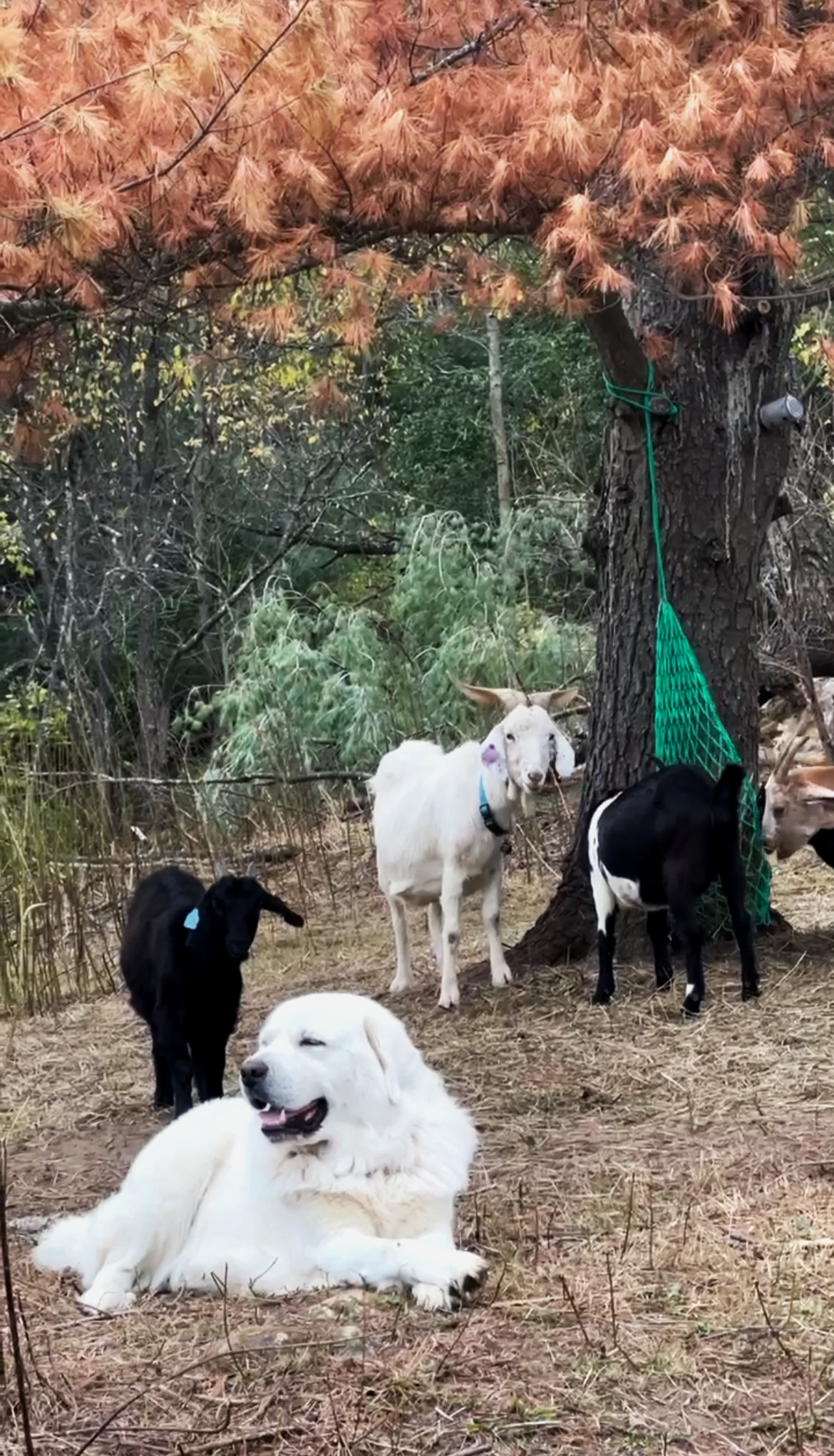 Guard dog among kid goats and their mom