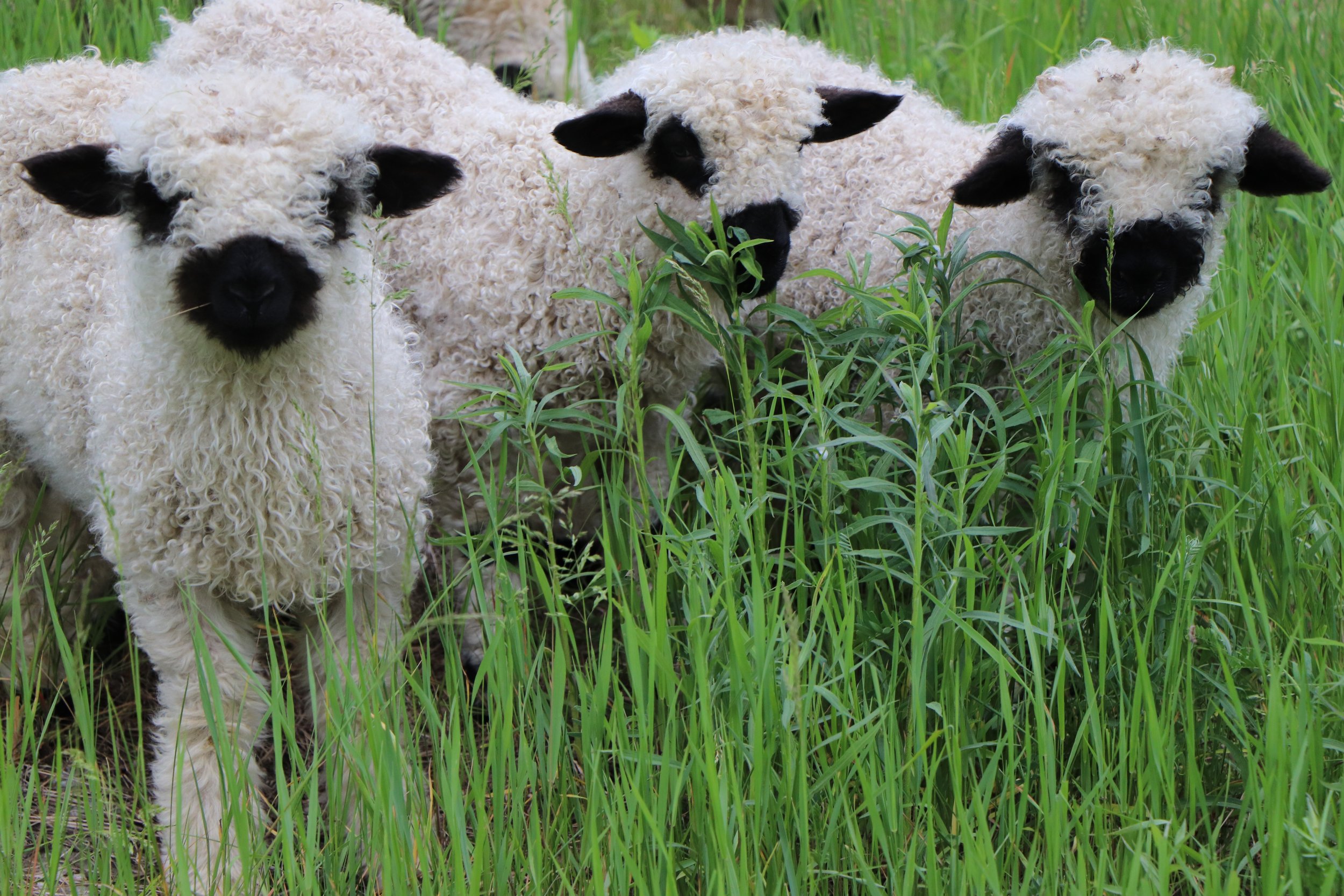 Reserve your sheep