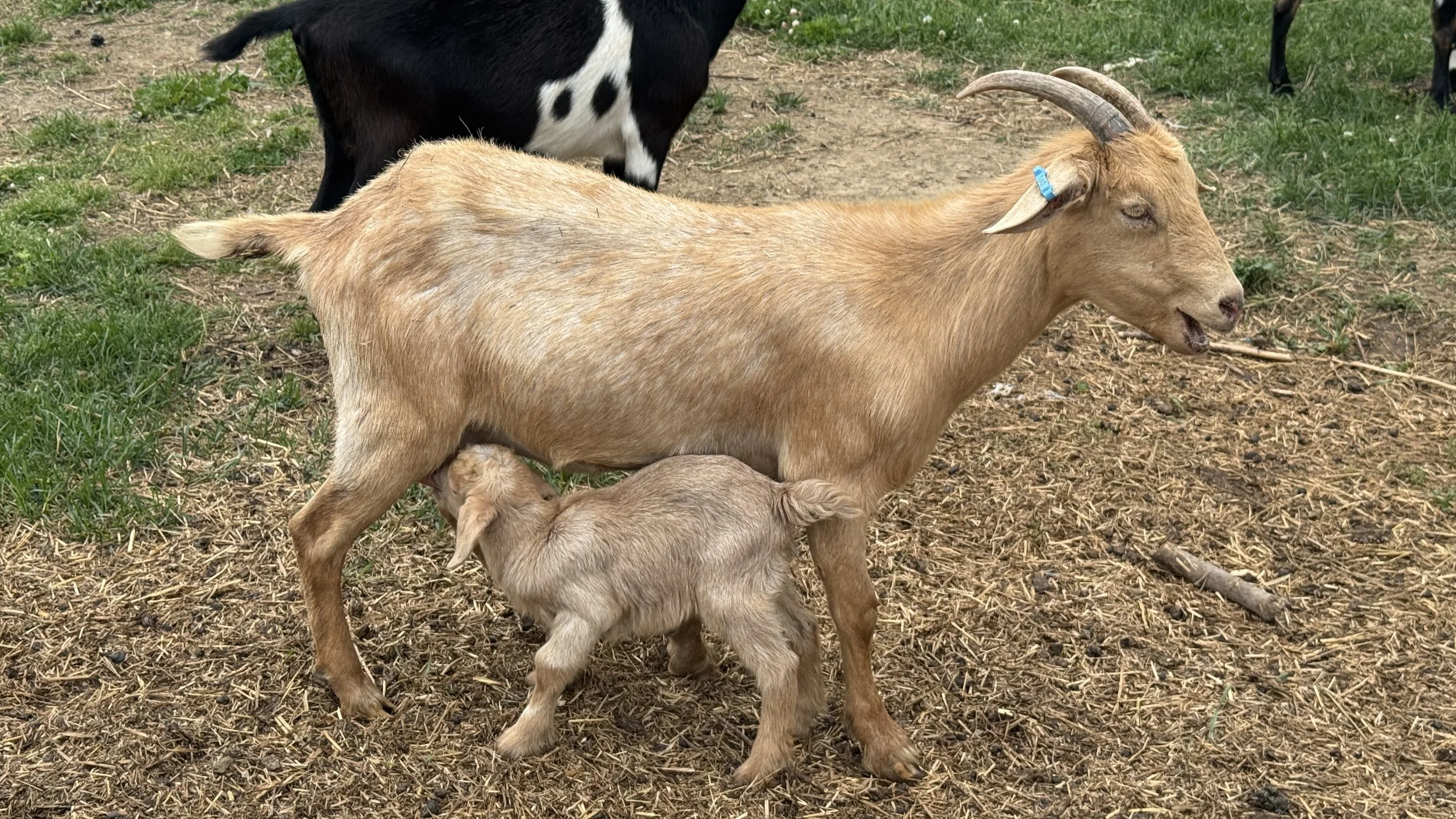 -SOLD- Proven Kiko doe with buckling