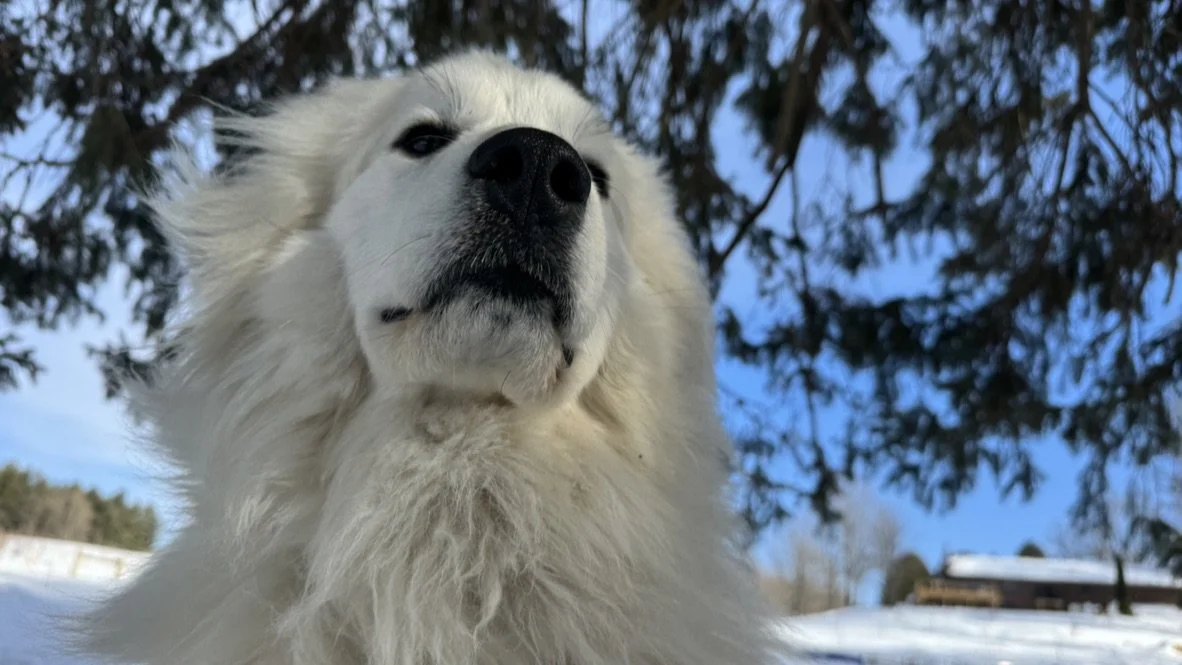 Close-up of a white dog, possibly a Great Pyrenees, against a snowy outdoor background with trees and a house.