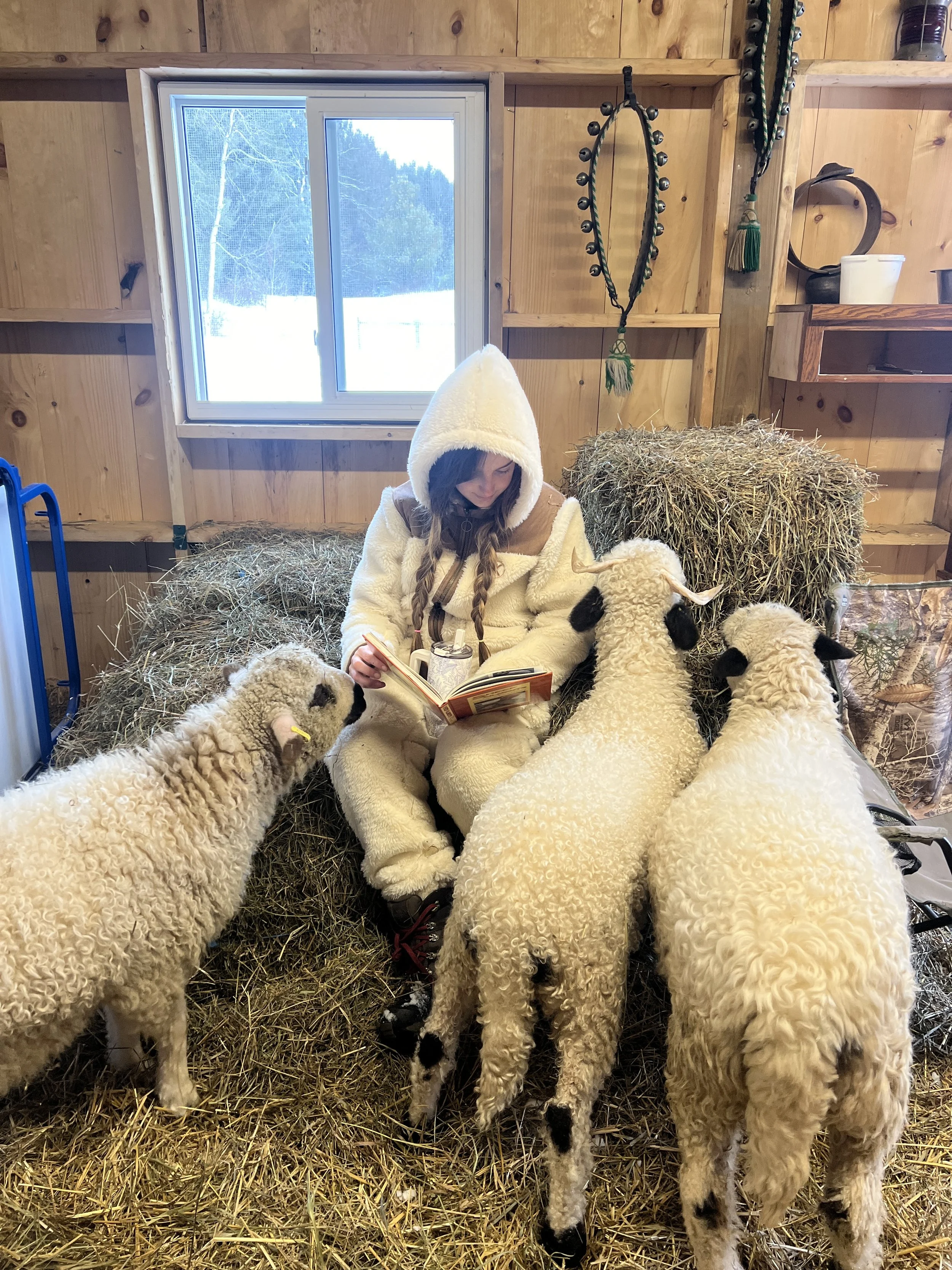 A young woman with braided hair and a hooded beige fleece jacket sitting on a bed of hay in a wooden barn or shed, surrounded by several fluffy white lambs with black facial markings, inside a rustic wooden interior with shelves and decorative items on the walls.