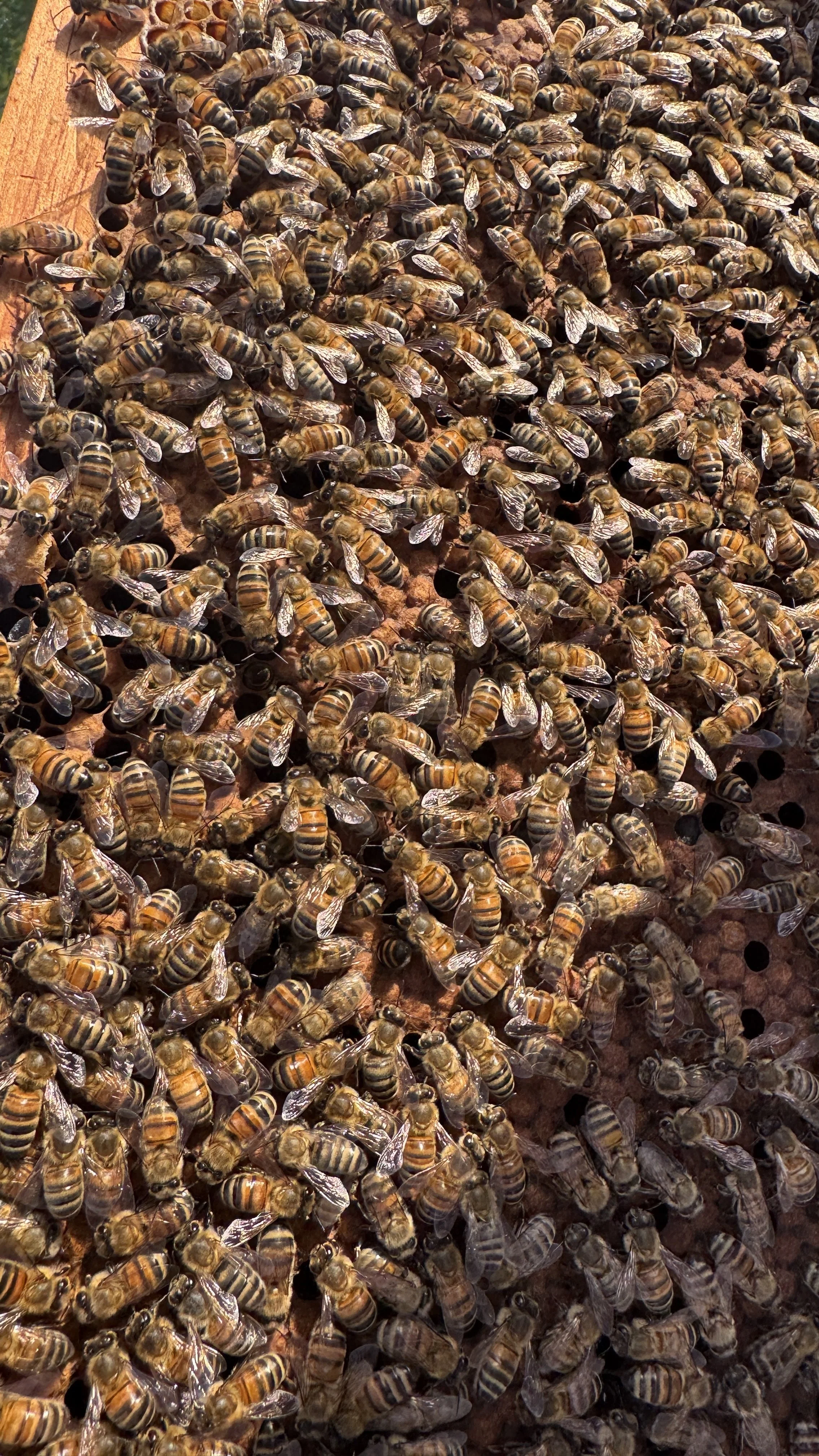 Close-up of a hive with many bees working on honeycomb.