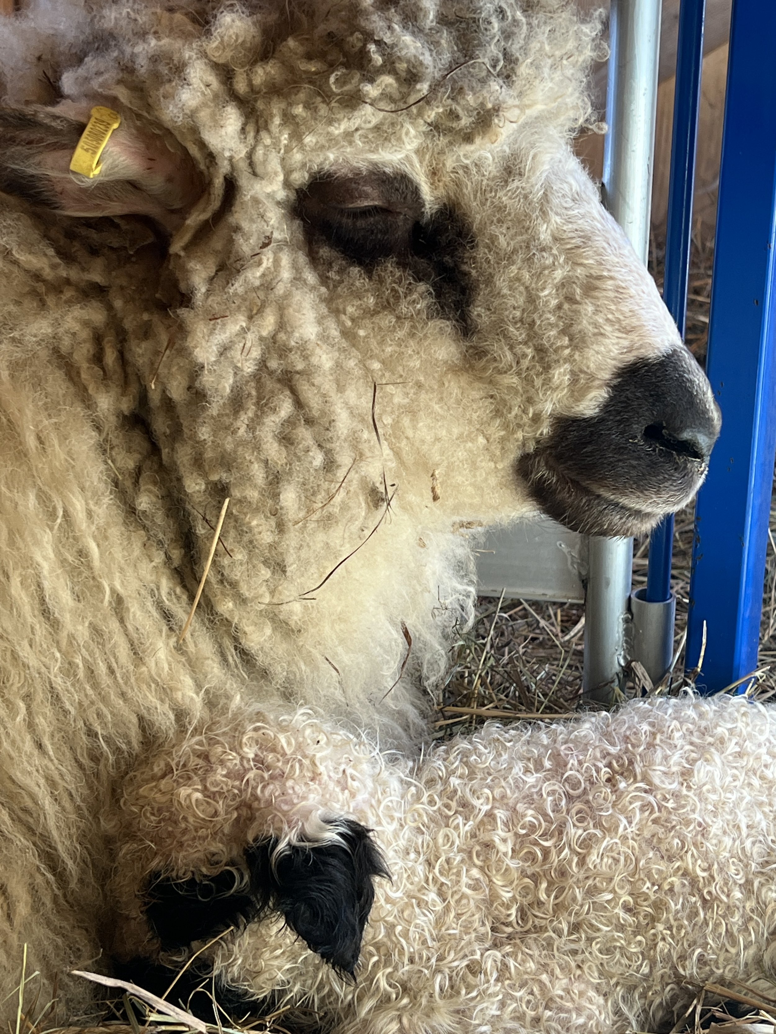 Blossom "Chunky" - F1 VBN/Rideau Arcott - Mom of Paloma and Pomelo