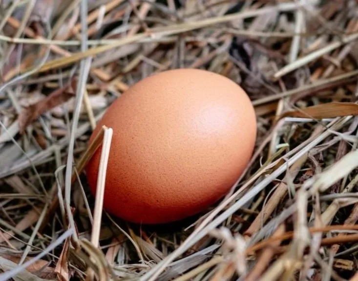 A brown chicken egg resting on dried grass and twigs.