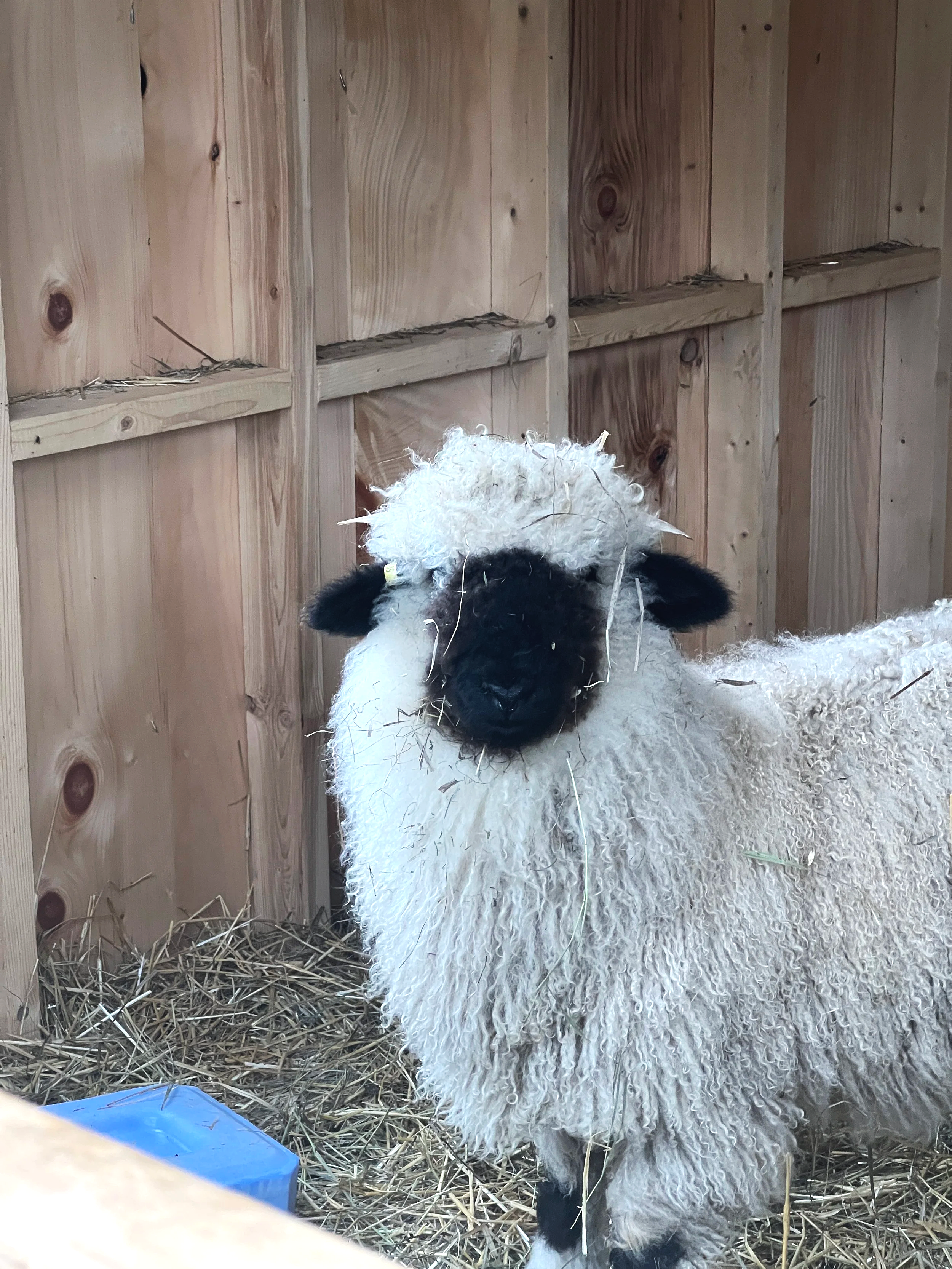 A young Valais Blacknose ewe sheep standing inside a wooden barn with straw on the ground.