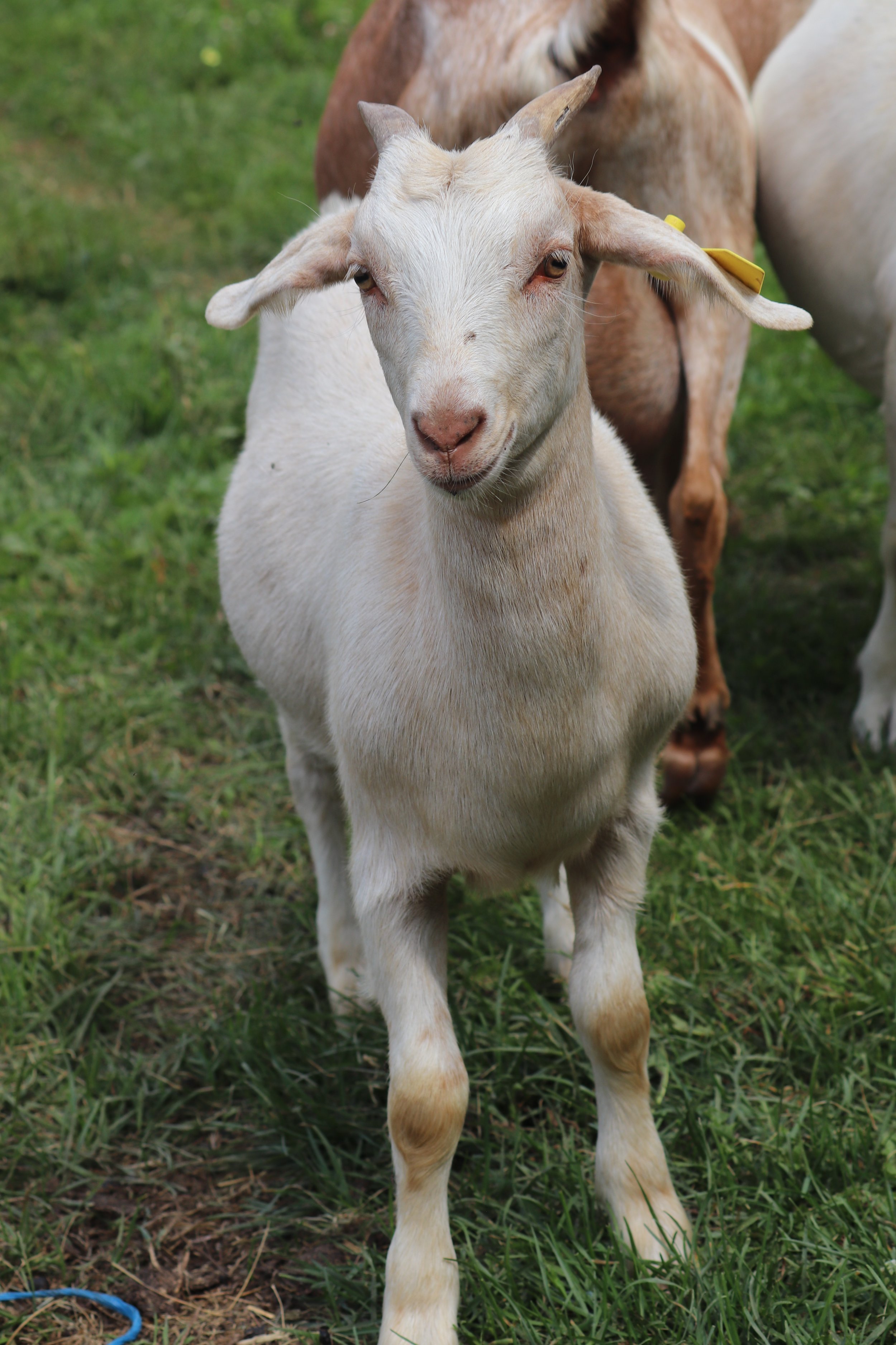 -SOLD- Kiko doeling