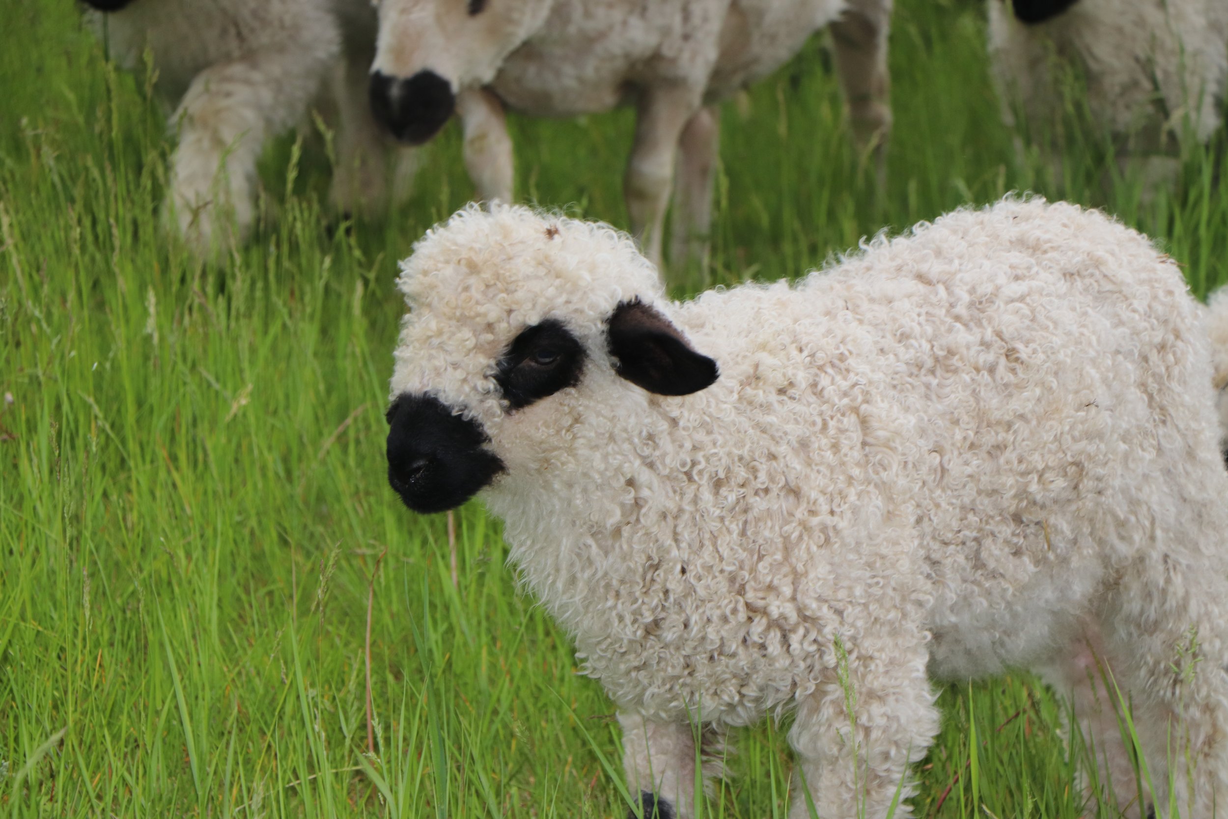 Ping (born April 2026, twin of Pong) $1,200 - F2 Wether %75 Valais blacknose %25 Shetland