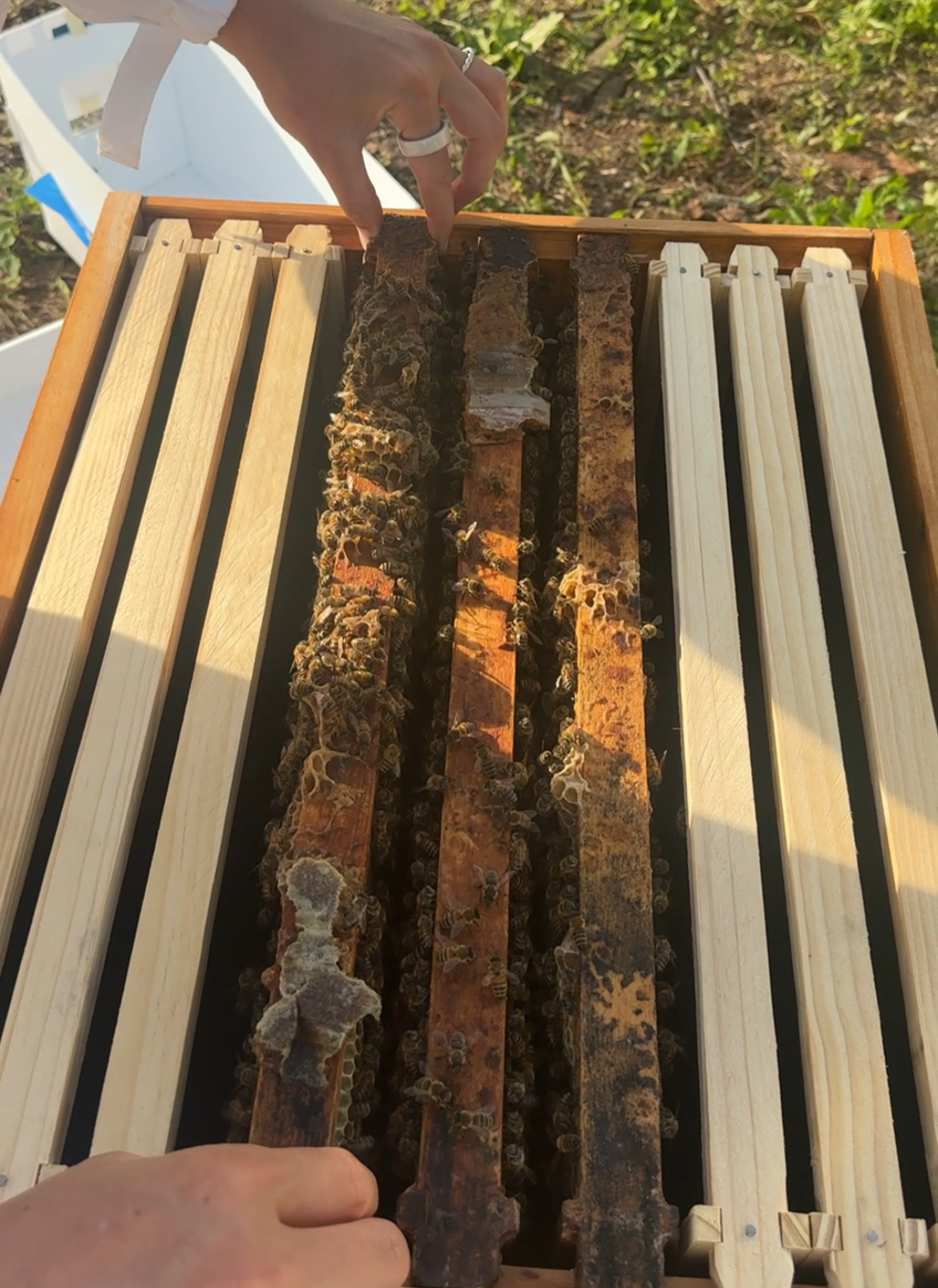 Beekeeper inspecting frames of honey bees inside a hive box, with some frames covered in bees and others empty, outdoors in a natural environment.