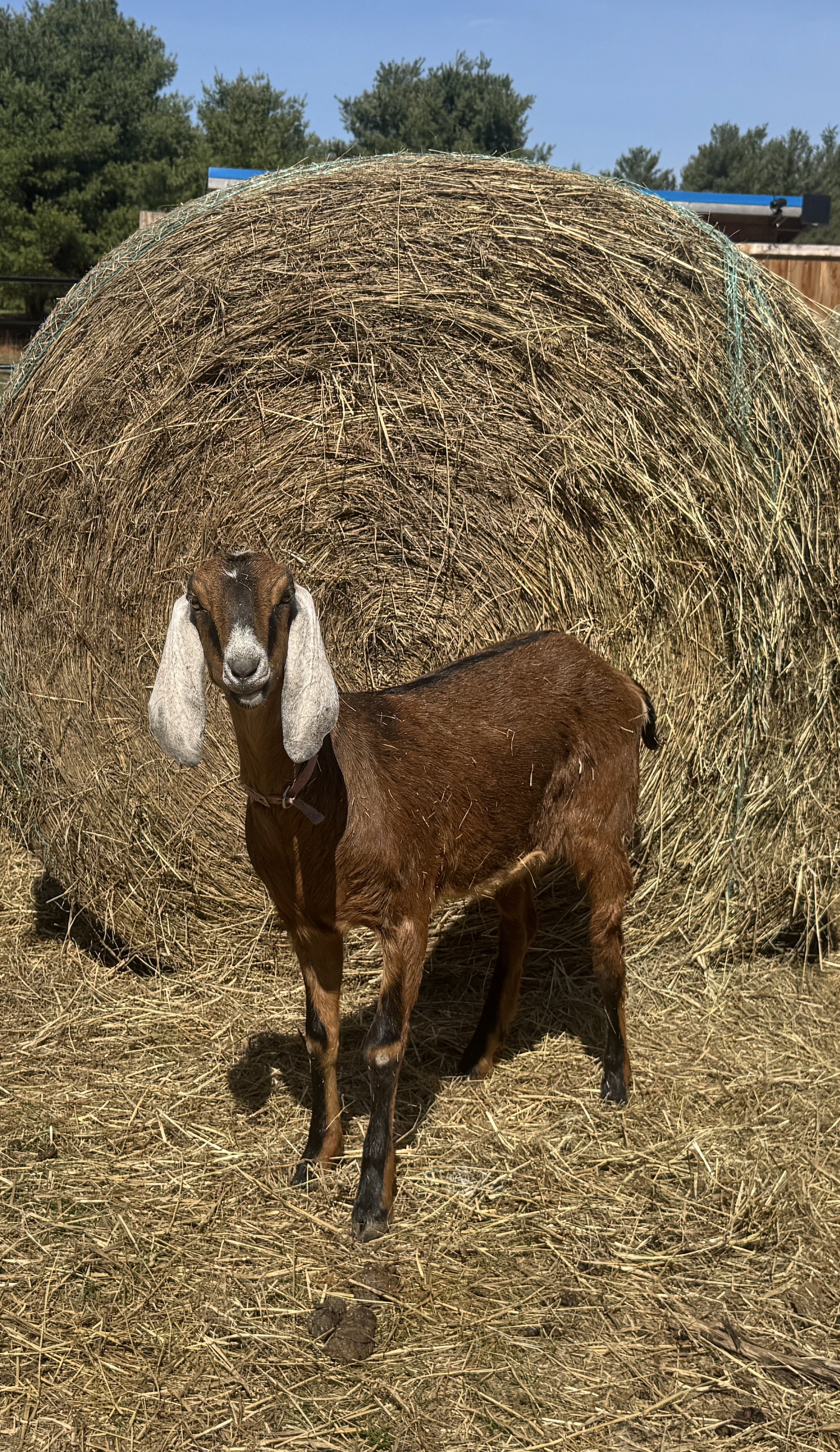 -SOLD- Nubian doeling