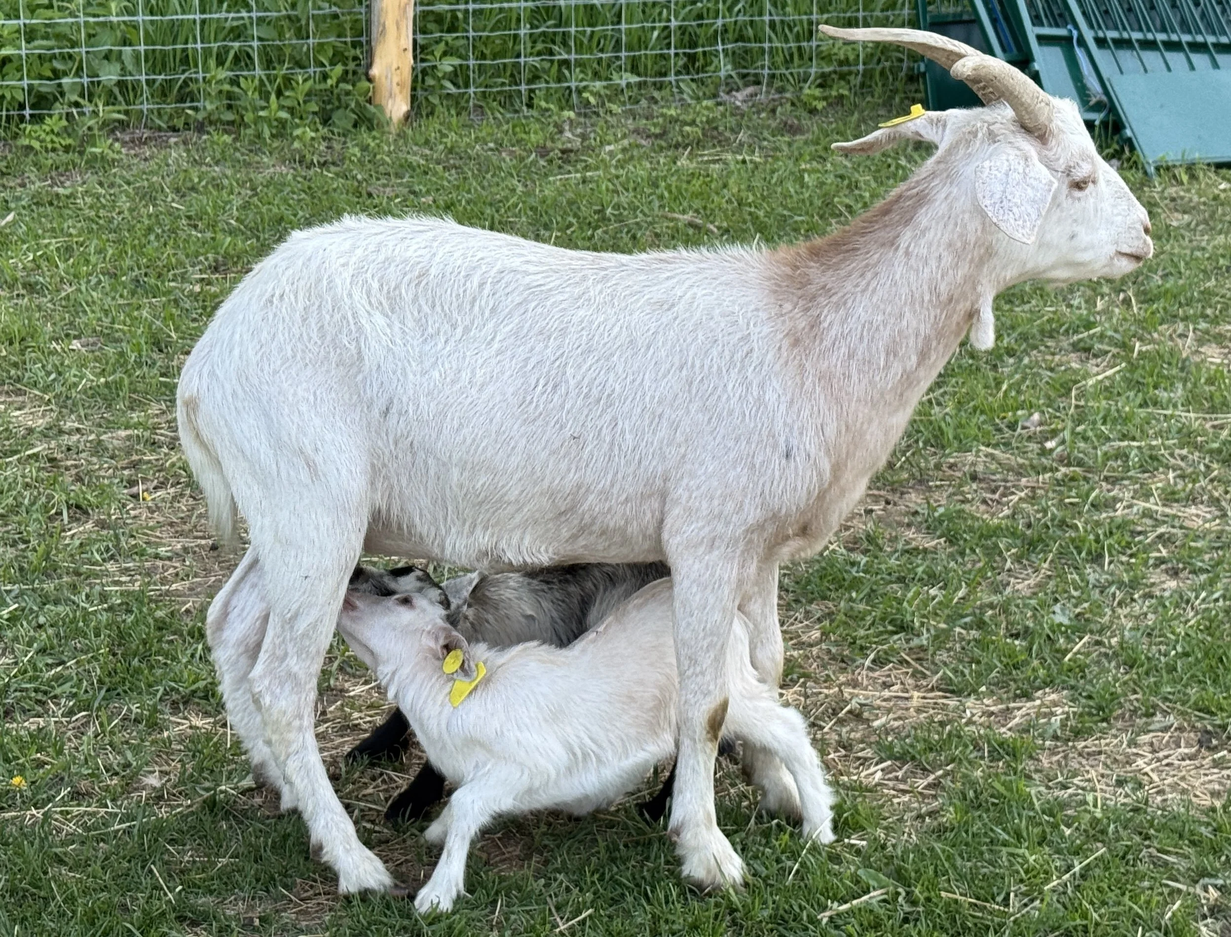 -SOLD- Kiko doe with twin kids