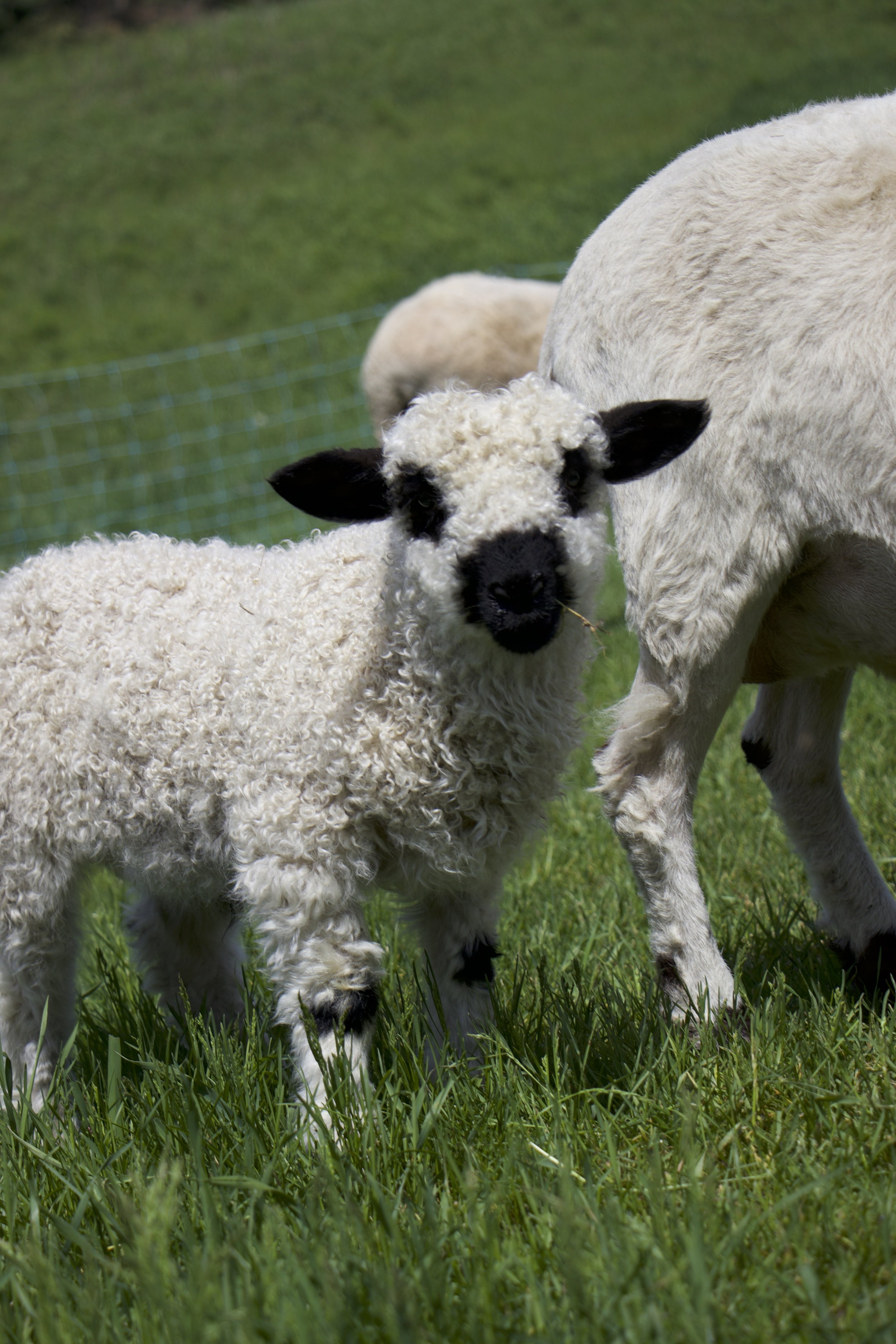 Pong (born April 2026, twin of Ping) $1,200 - F2 Wether %75 Valais blacknose %25 Shetland 