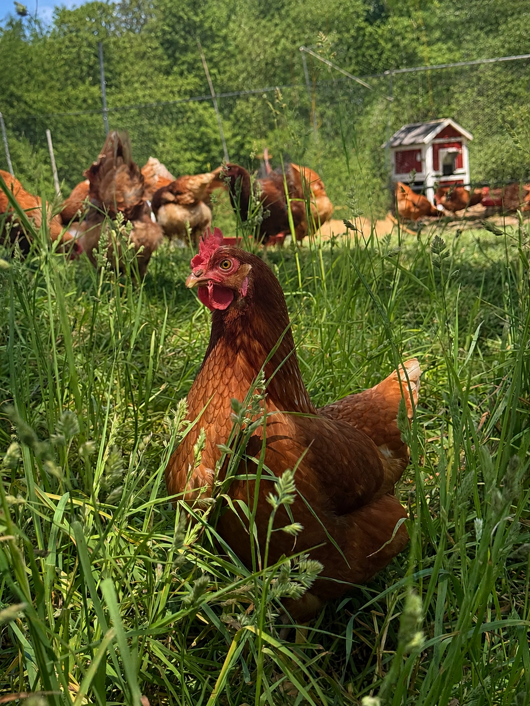 A close-up of a brown hen standing in tall green grass on a farm, with a fenced area and a chicken coop in the background.
