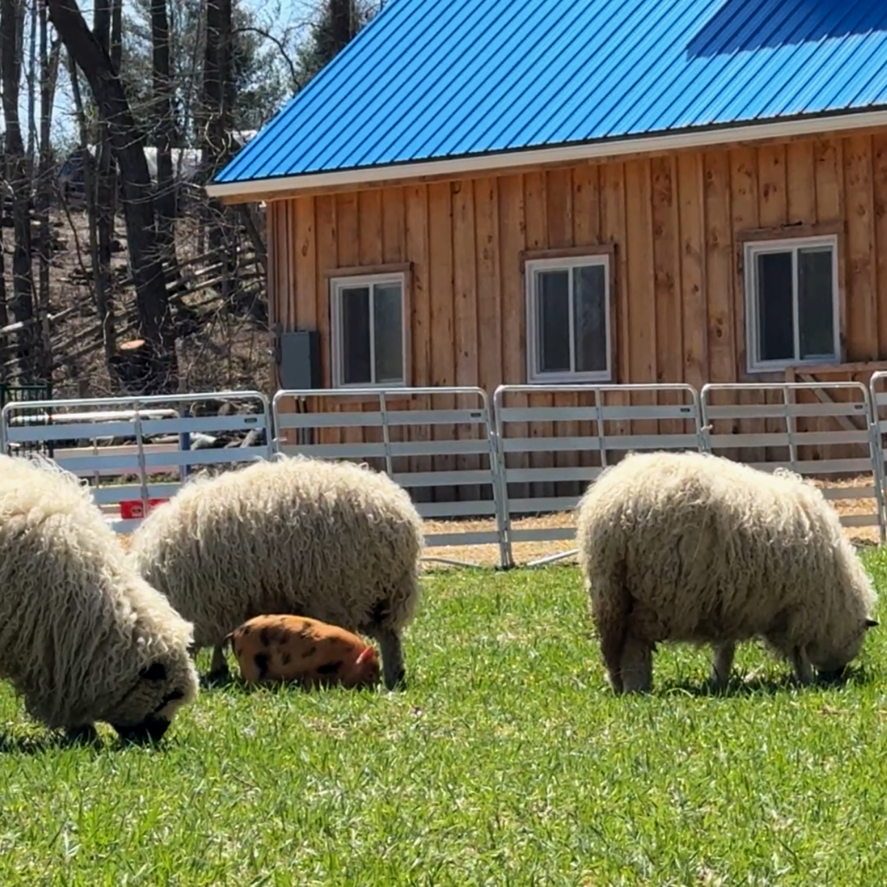 Four Valais Blacknose F1 sheep and a piglet grazing on green grass outside a wooden building with a blue metal roof.