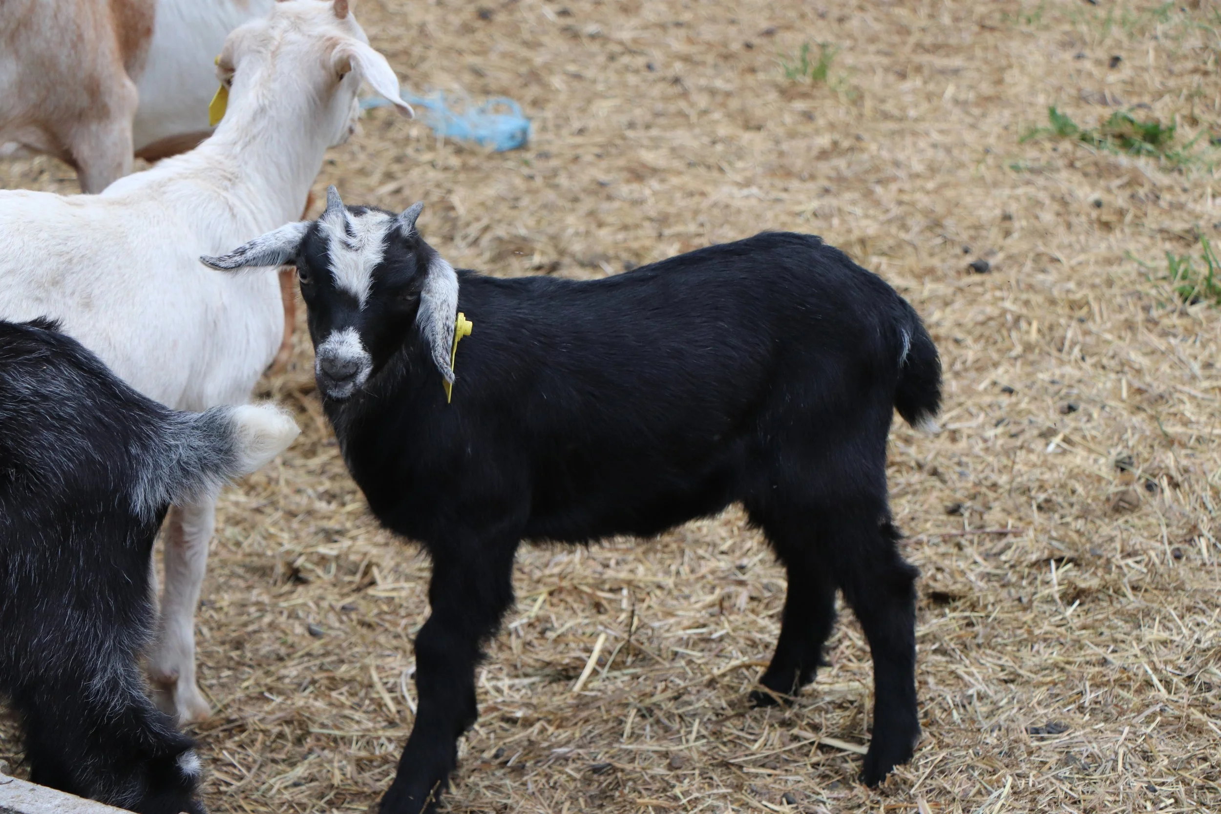 -6- Kiko doeling (6 weeks old) - twin of -7-
