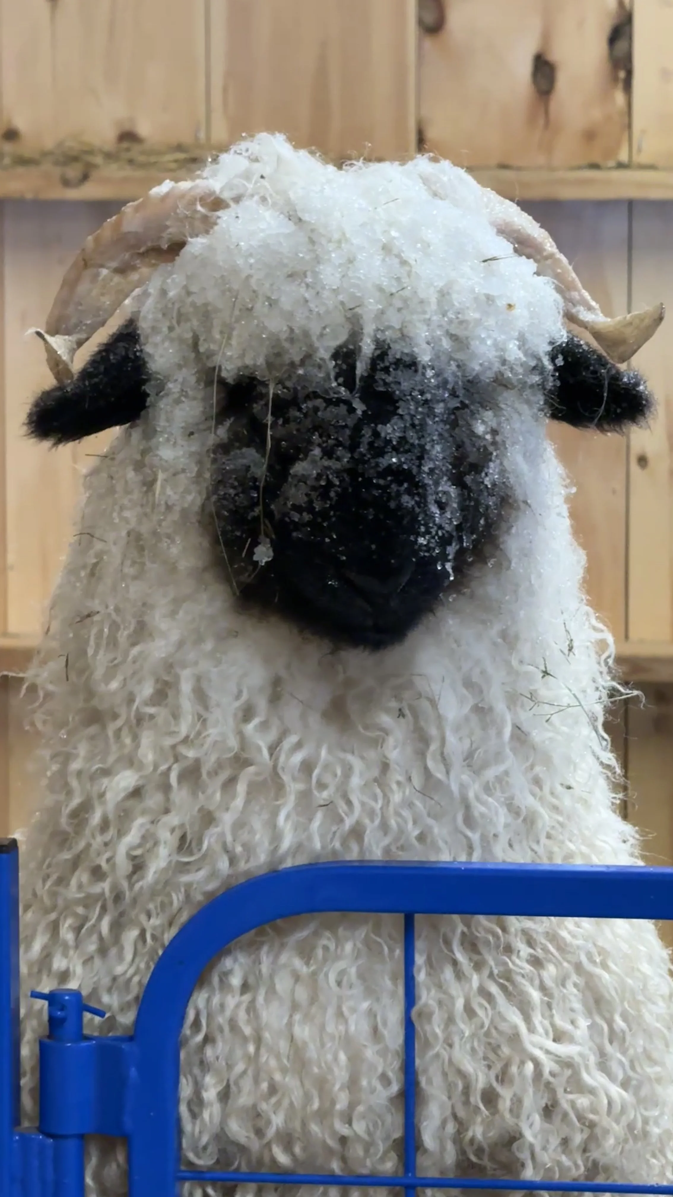 A close-up of a sheep with thick curly wool, a black face, and black ears, behind a blue metal fence in a wooden barn or shed.