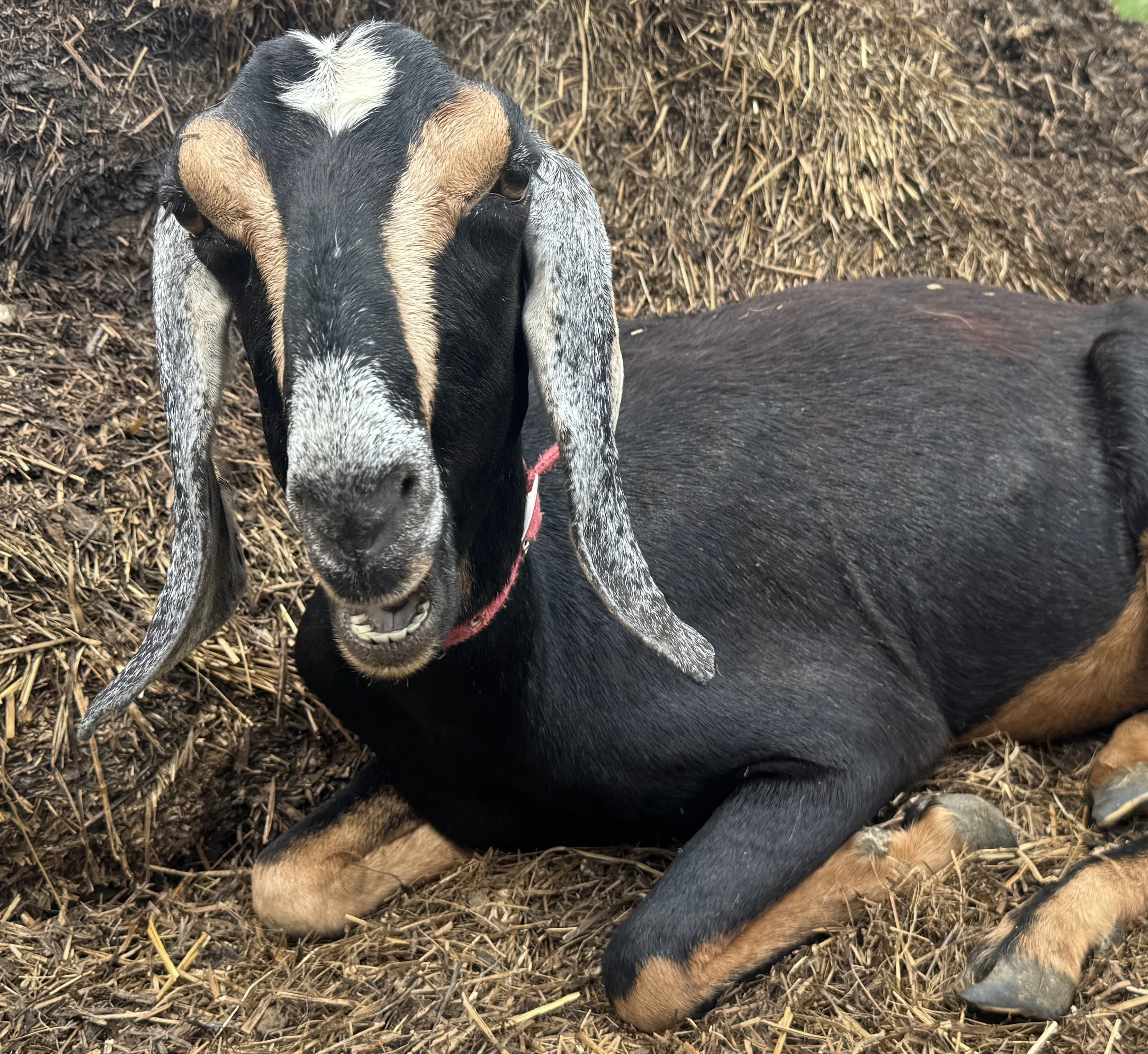 -SOLD- Nubian doe