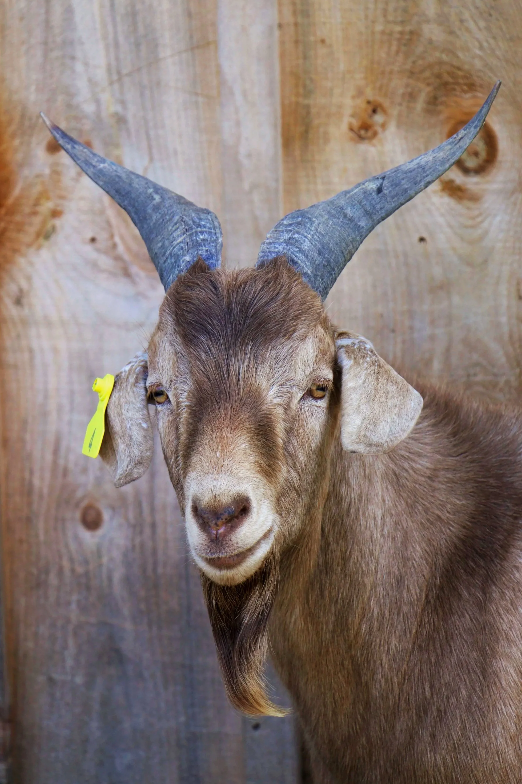 Close-up of a goat's face with prominent curved horns and a wooden wall background.
