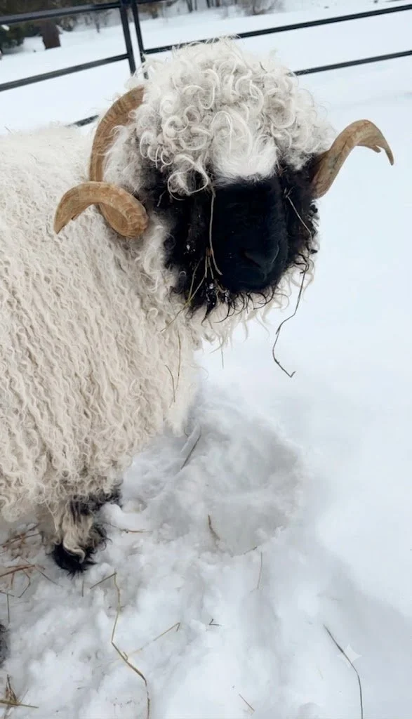 A pureblood Valais Blacknose Ram sheep with curly white wool and black face, standing in snow with broken hay in its mouth, outdoors with a fence in the background.