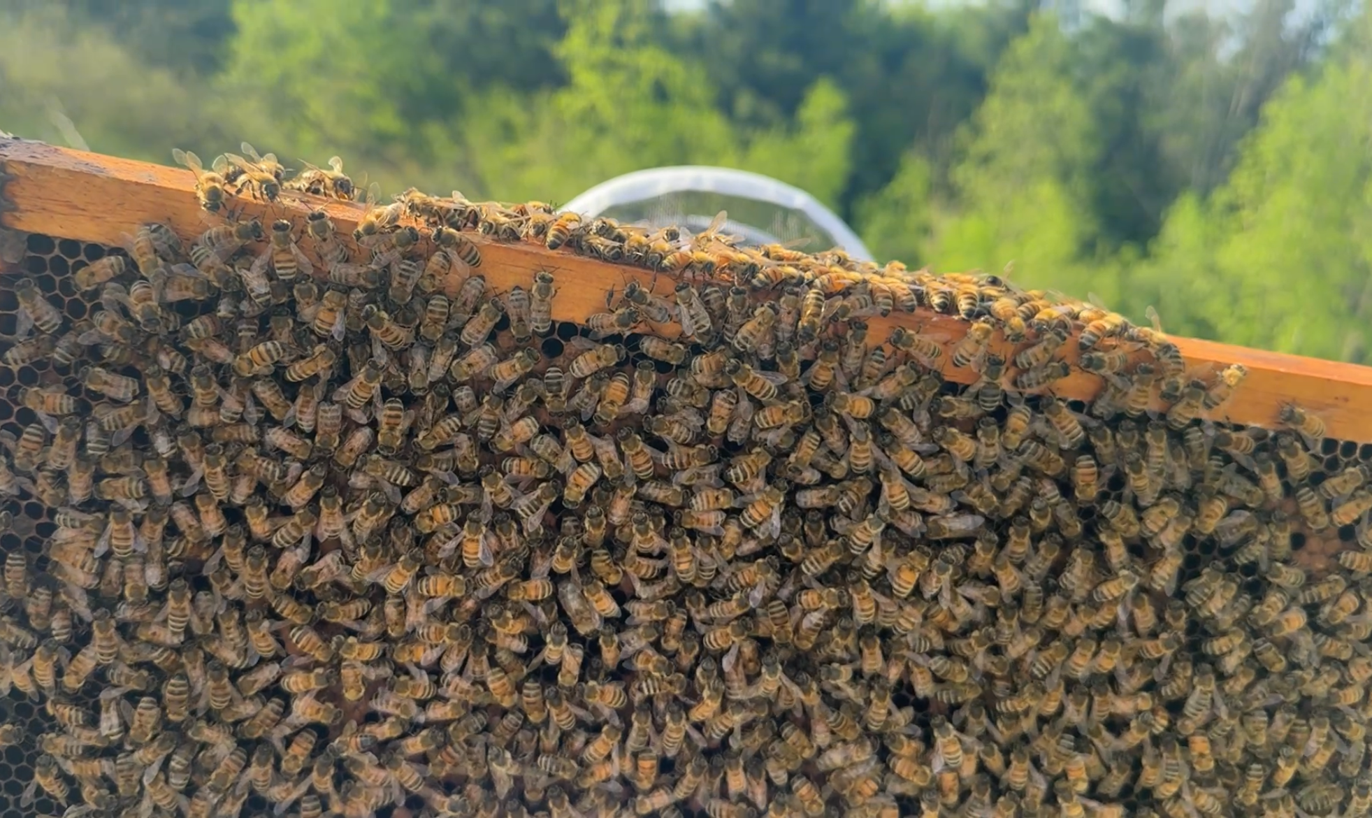 A swarm of bees on a wooden hive frame with a blurred green forest background.
