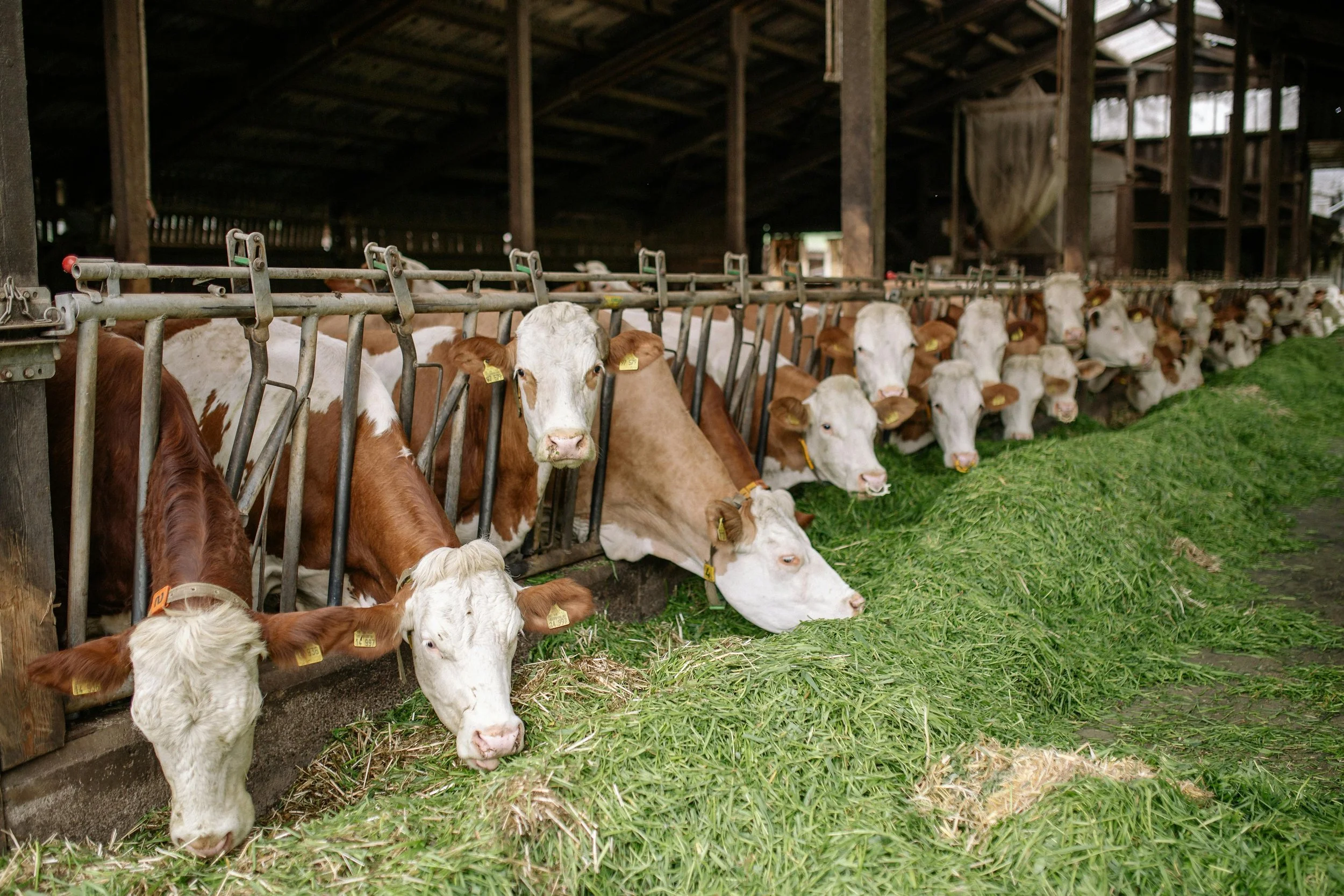 Alimentation animale : réduire ses coûts sans sacrifier la qualité (guide 2026)