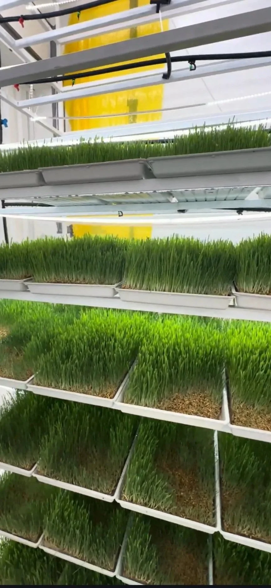 Hydroponie fourragère vs fruits et légumes : laquelle est rentable pour investir en 2026 ?