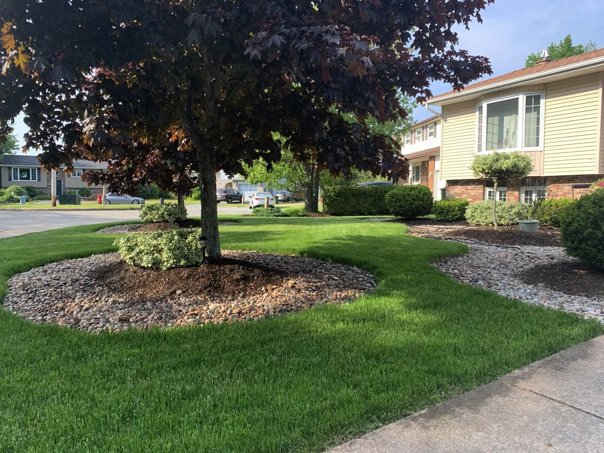 Residential front yard with manicured green lawn, a tree with dark red leaves, and landscaped garden beds with shrubs and rocks surrounded by a concrete sidewalk. A house with beige siding, a large window, and a small tree in a pot is visible in the background.