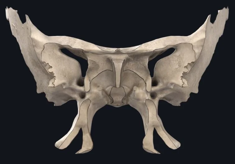 Sphenoid