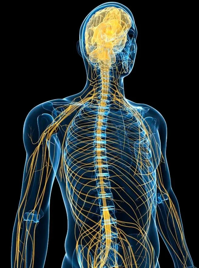 What Is The Craniosacral System