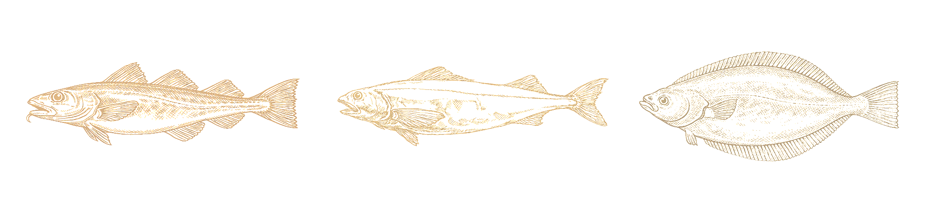 Sketch illustrations of three different fish species.