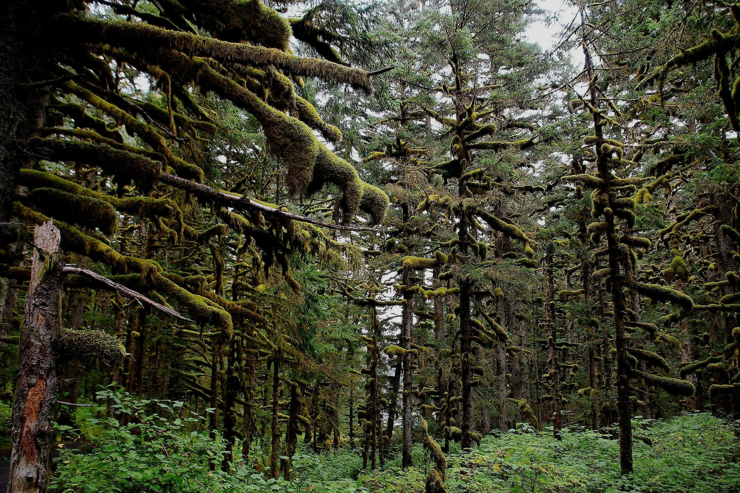 Abercrombie Kodiak.jpg